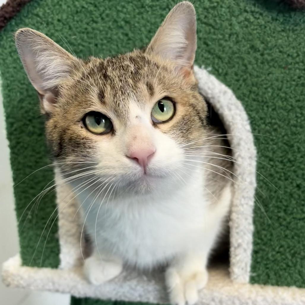 Enlarge Wonderball, a Adoptable Domestic Short Hair in Edwardsville, IL image 3/6