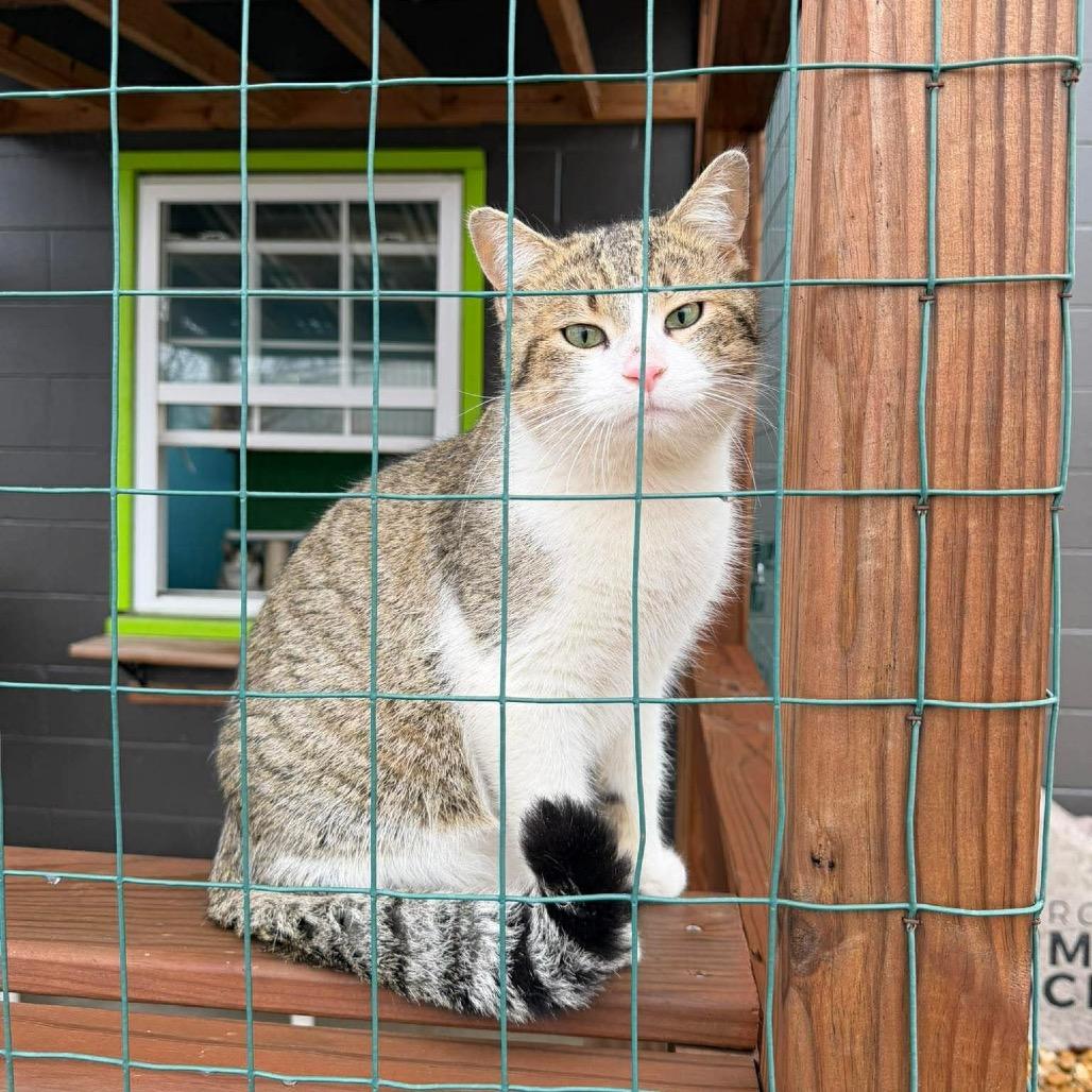 Enlarge Wonderball, a Adoptable Domestic Short Hair in Edwardsville, IL image 4/6