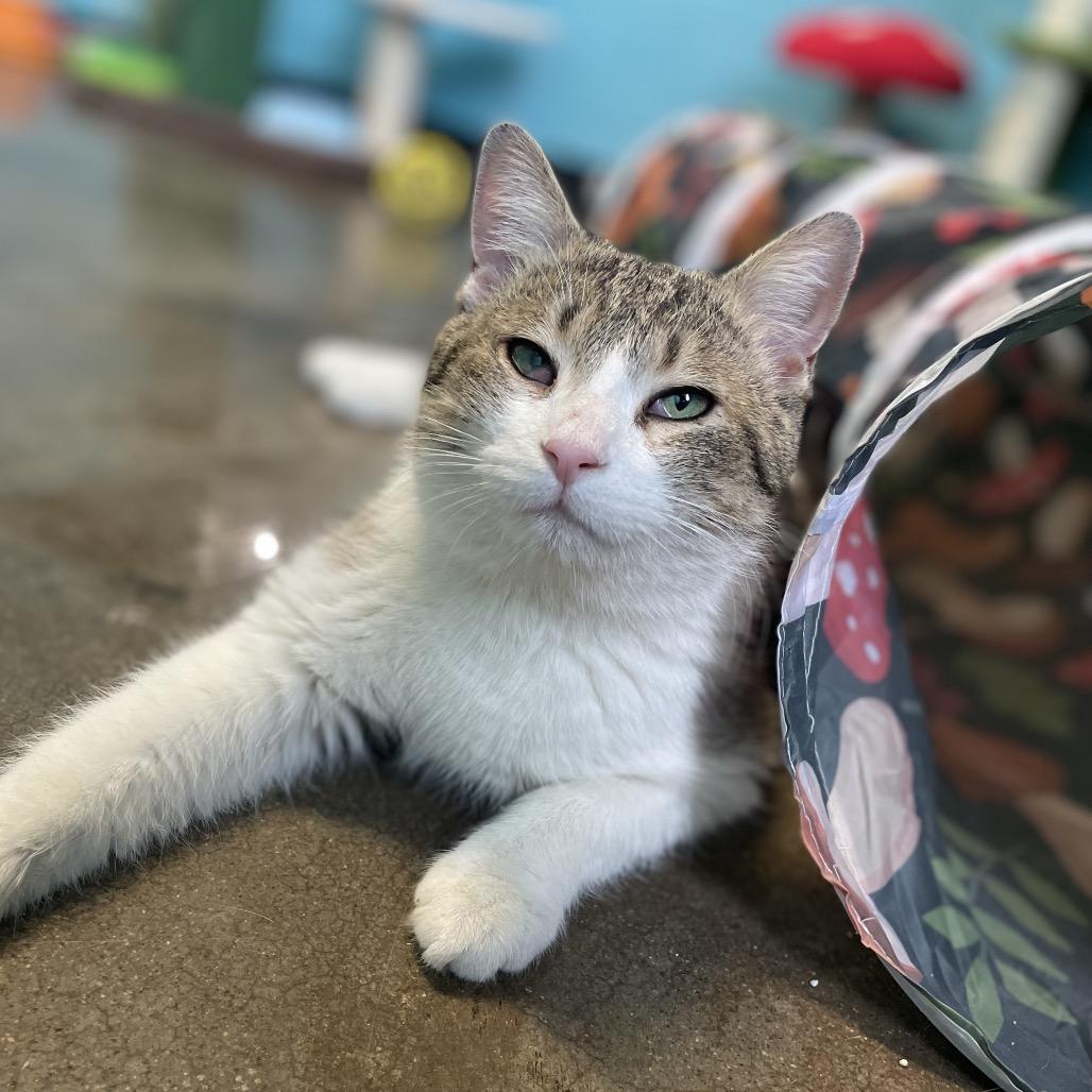 Enlarge Wonderball, a Adoptable Domestic Short Hair in Edwardsville, IL image 5/6