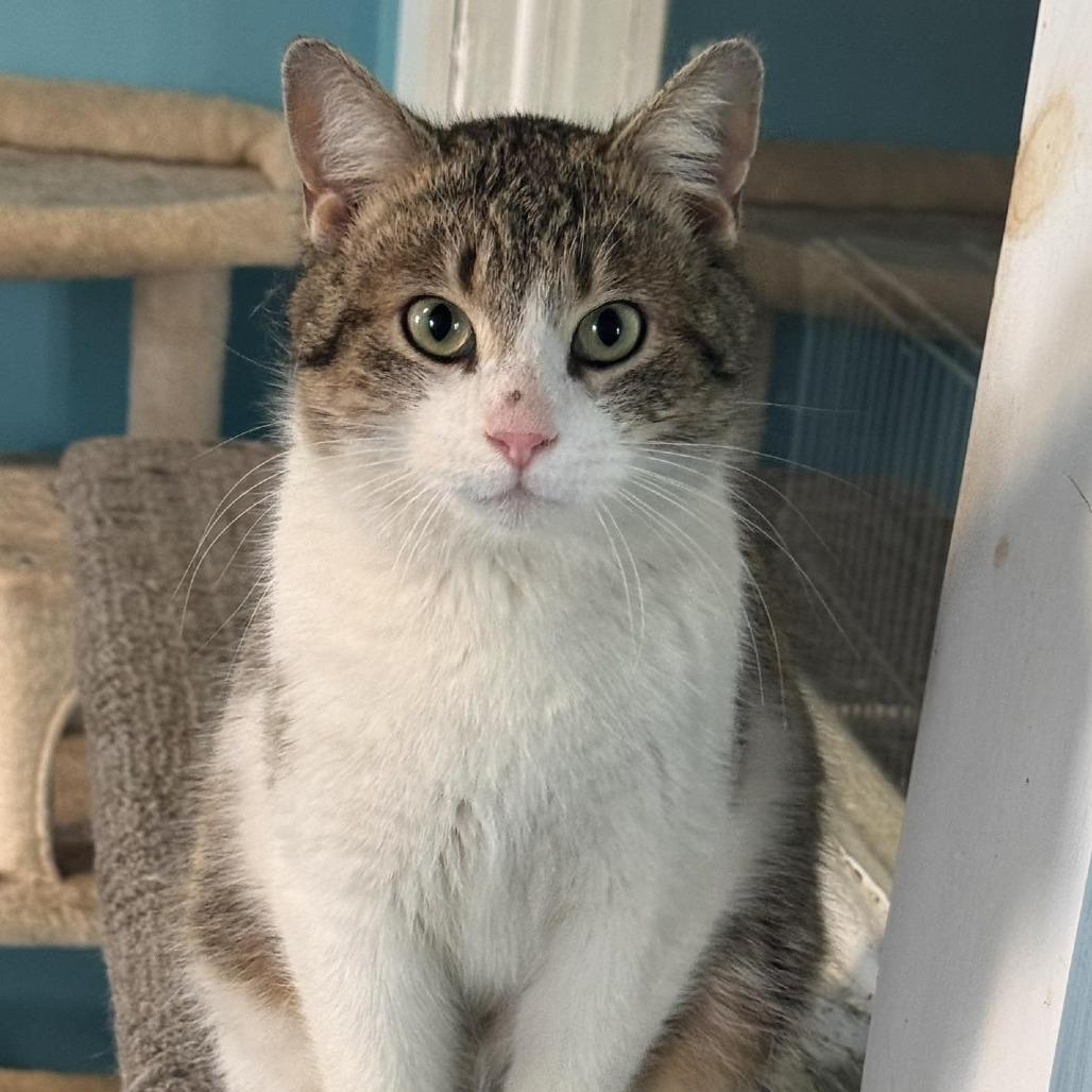 Enlarge Wonderball, a Adoptable Domestic Short Hair in Edwardsville, IL image 6/6