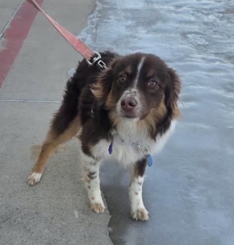 Rex Orion, Adoptable, Young Male Australian Shepherd.