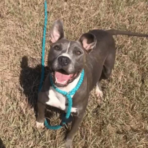 Betty Boop, Adult Female Pit Bull Terrier