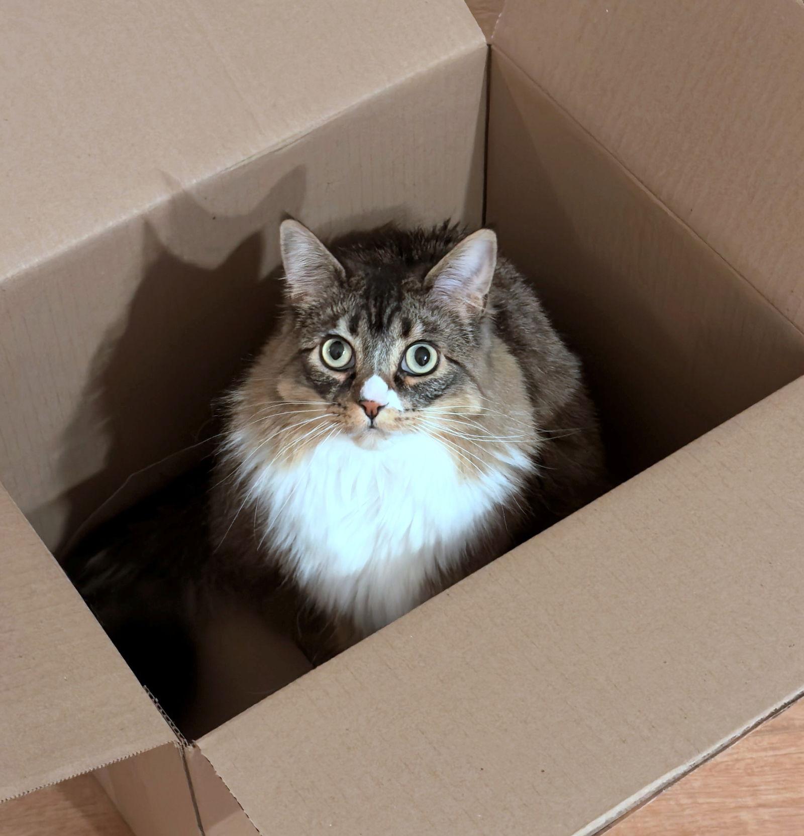 FRANCESCA #1783-Offered by Owner- Fluffy Young, Adoptable, Adult Female Tabby & Domestic Long Hair.