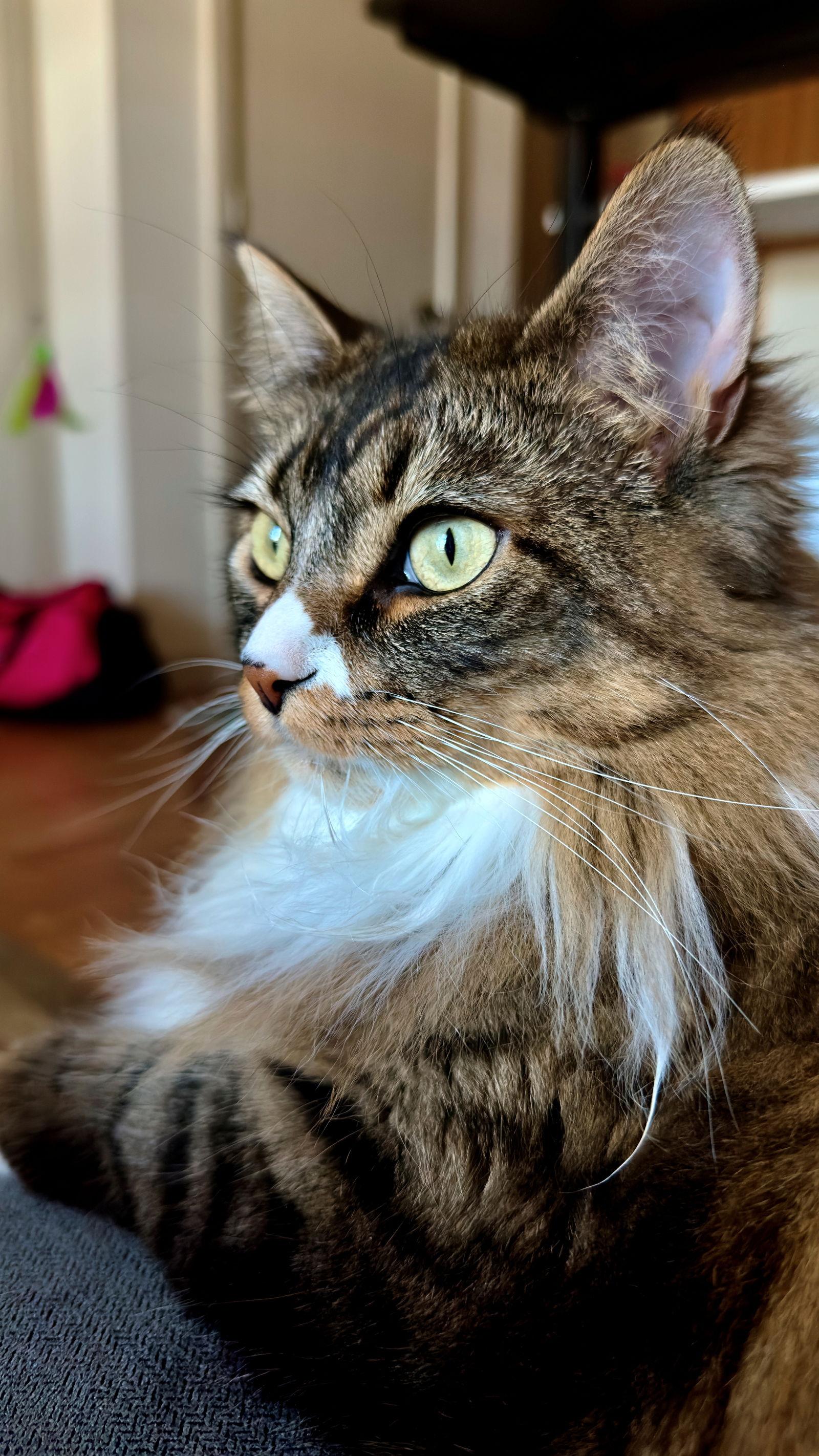 Enlarge FRANCESCA #1783-Offered by Owner- Fluffy Young, a Adoptable mixed breed in Hillsboro, OR image 2/3