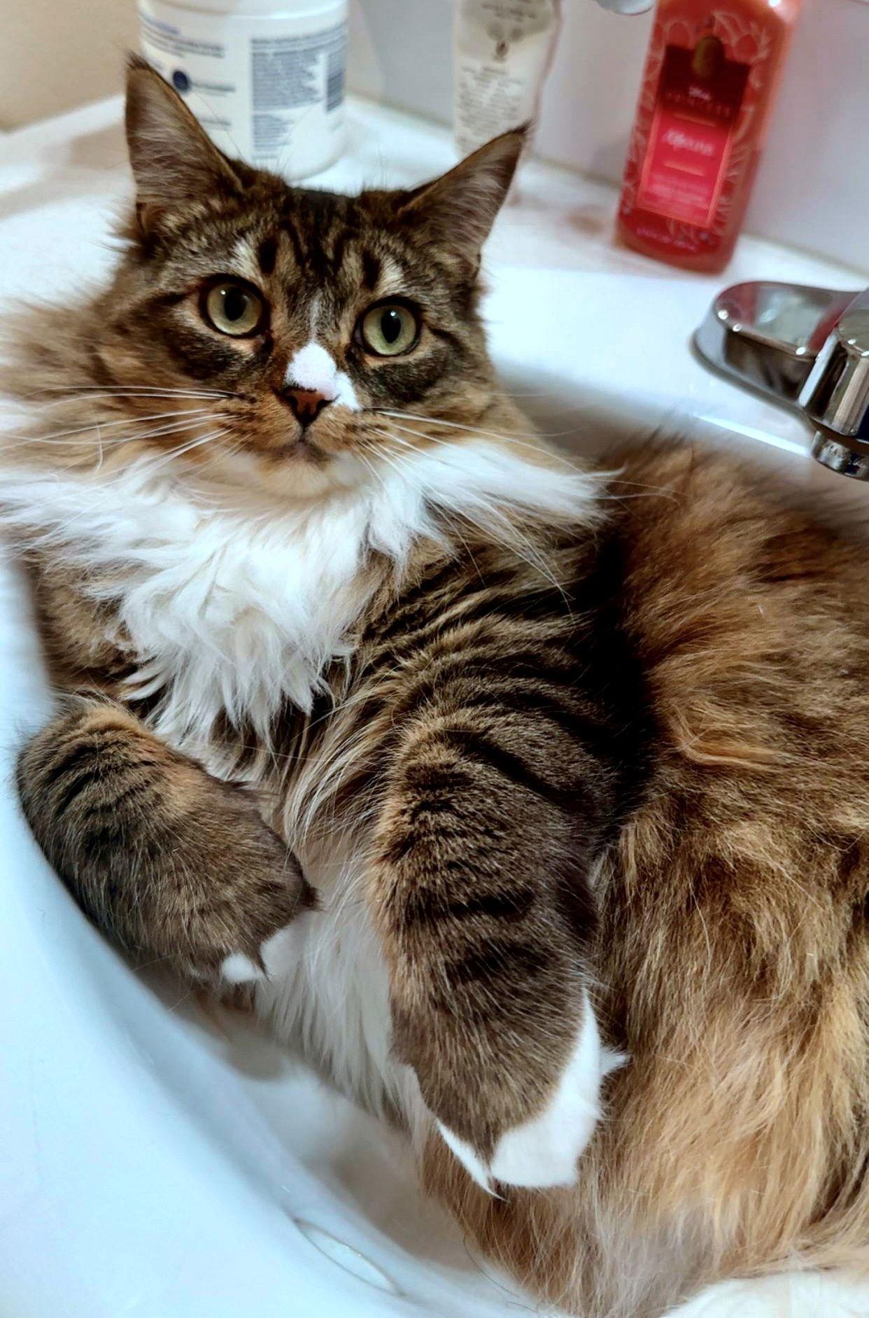 Enlarge FRANCESCA #1783-Offered by Owner- Fluffy Young, a Adoptable mixed breed in Hillsboro, OR image 3/3