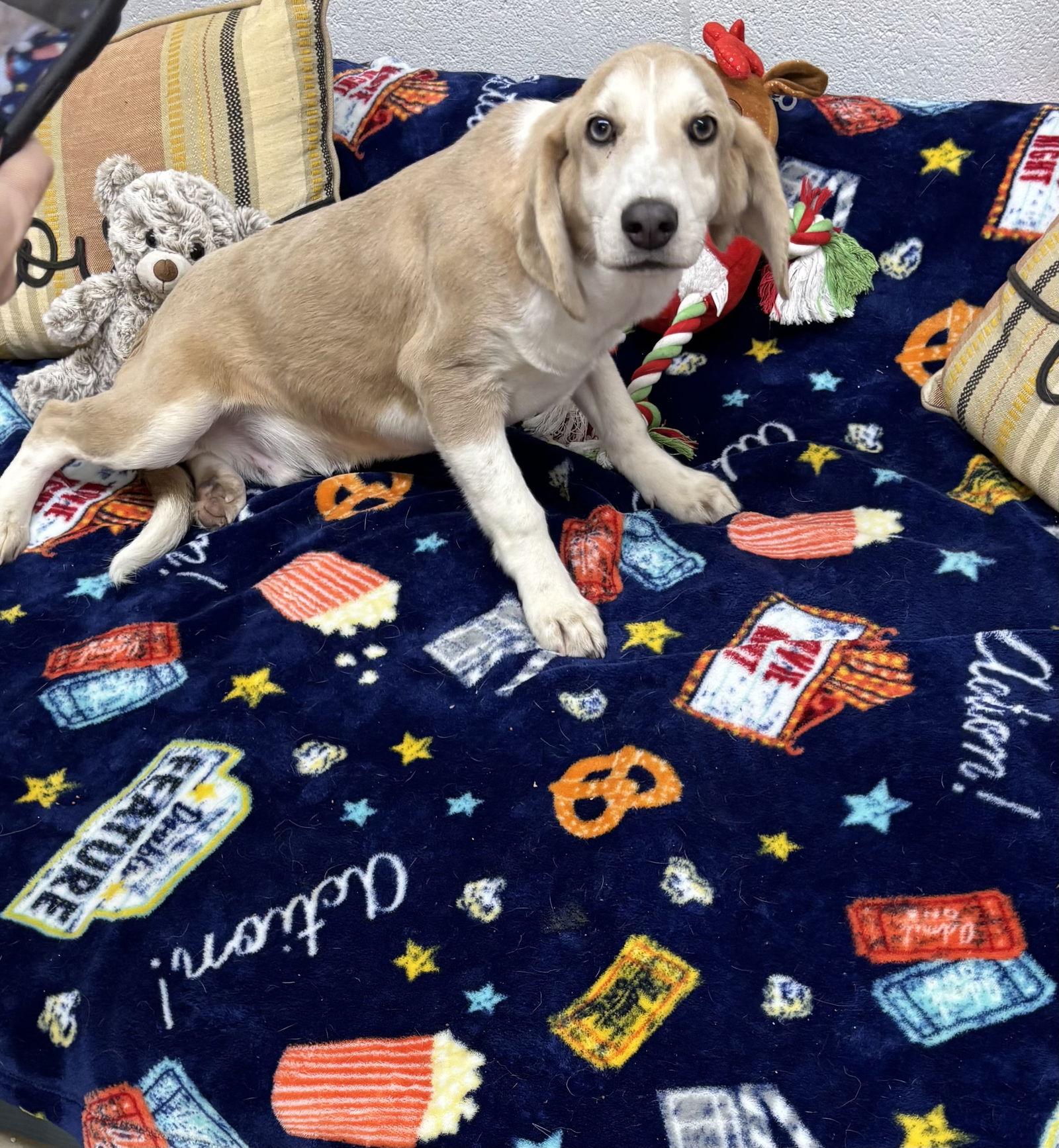 Braylon, Adoptable, Young Male Basset Hound & Beagle.