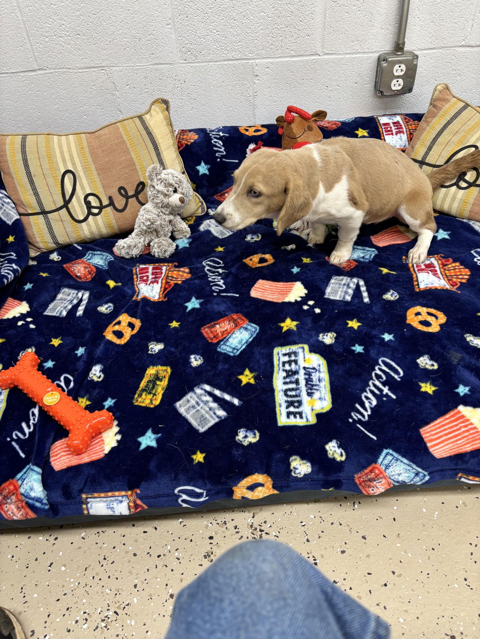 Braylon, a Adoptable mixed breed in York, SC image 2/3