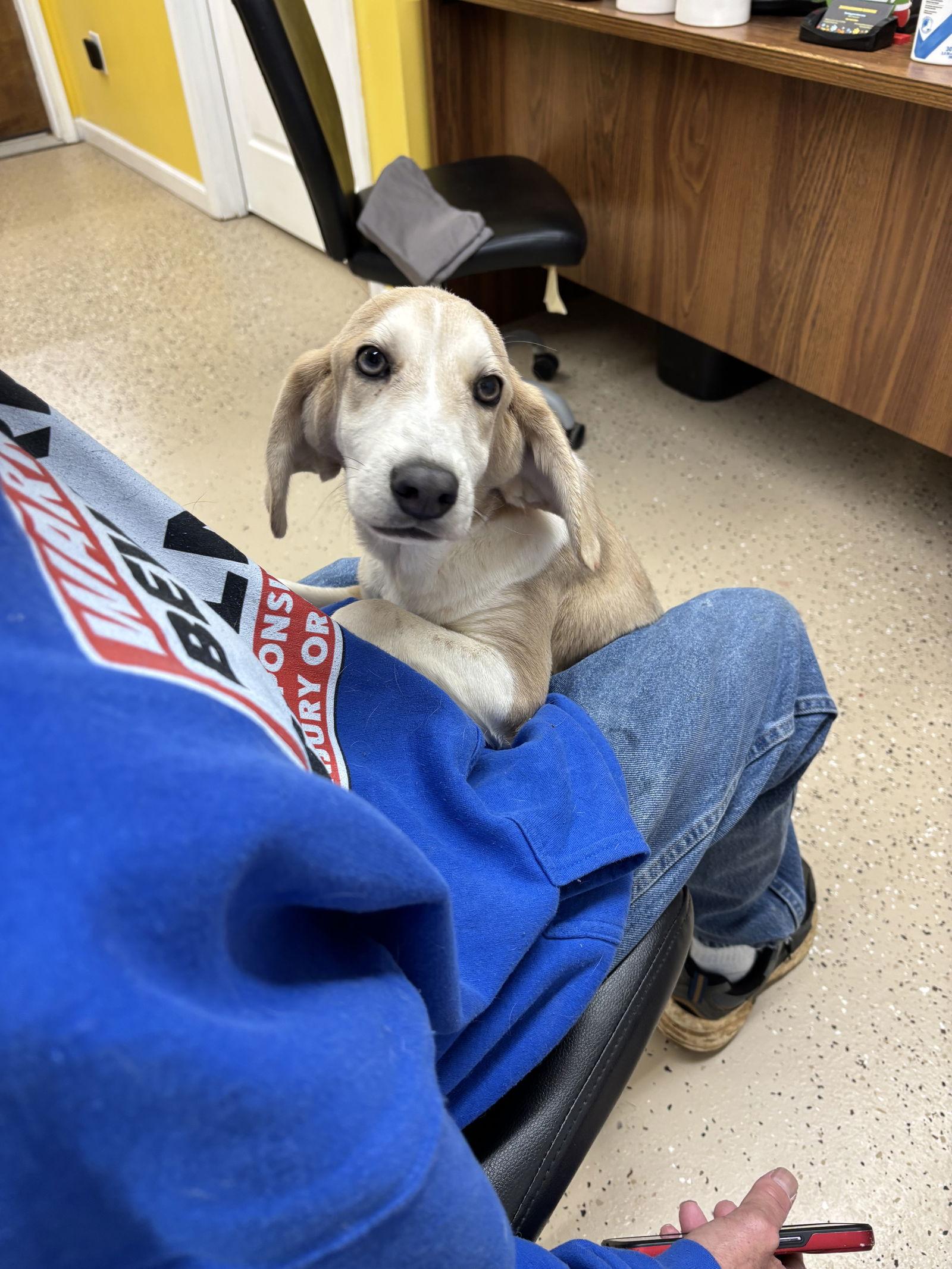 Braylon, a Adoptable mixed breed in York, SC image 3/3