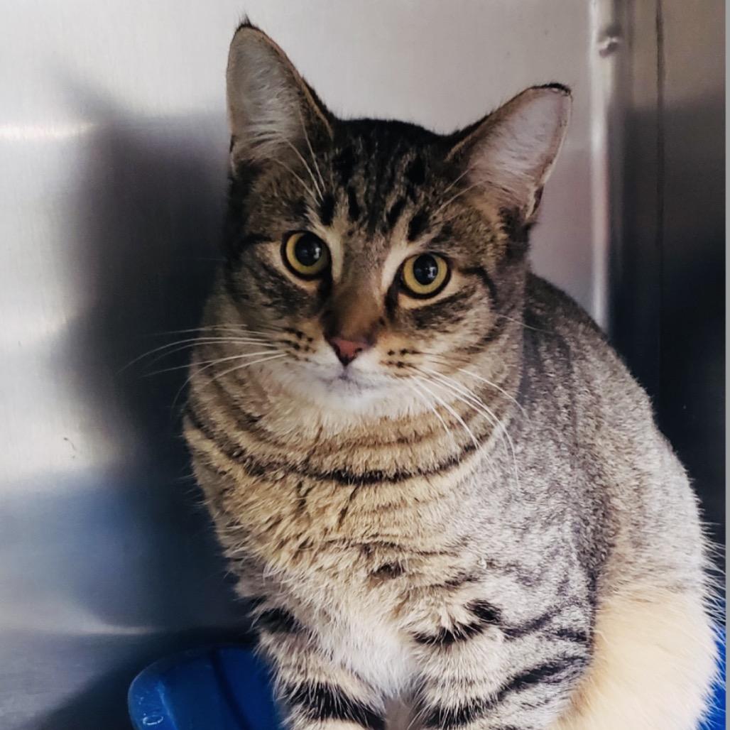 Enlarge Bud, a Adoptable Domestic Short Hair in Columbia Station, OH image 1/2