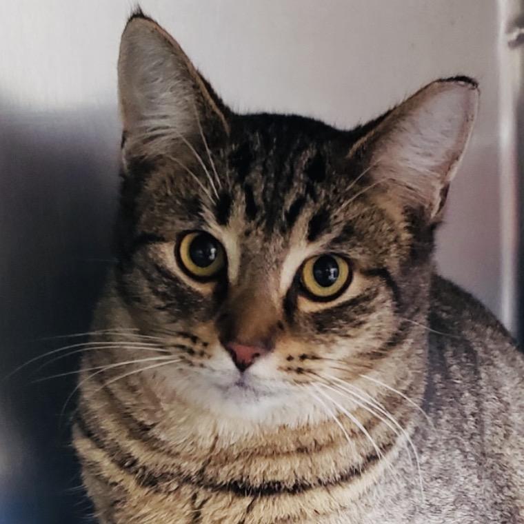 Enlarge Bud, a Adoptable Domestic Short Hair in Columbia Station, OH image 2/2