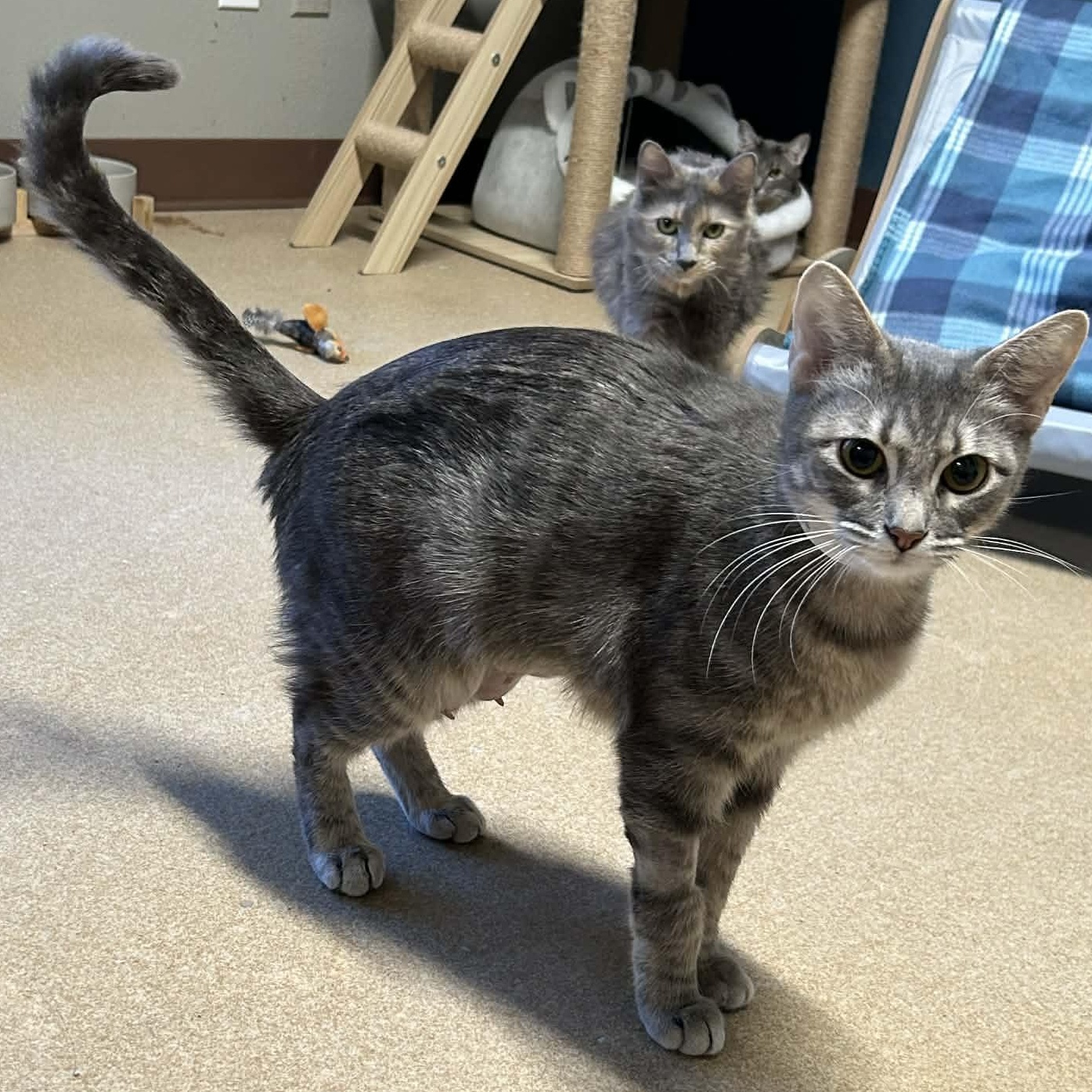 Enlarge Matilda, a ADOPTABLE mixed breed in The Colony, TX image 2/6