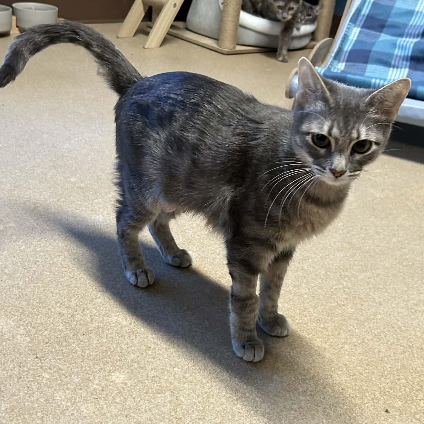 Enlarge Matilda, a ADOPTABLE mixed breed in The Colony, TX image 5/6