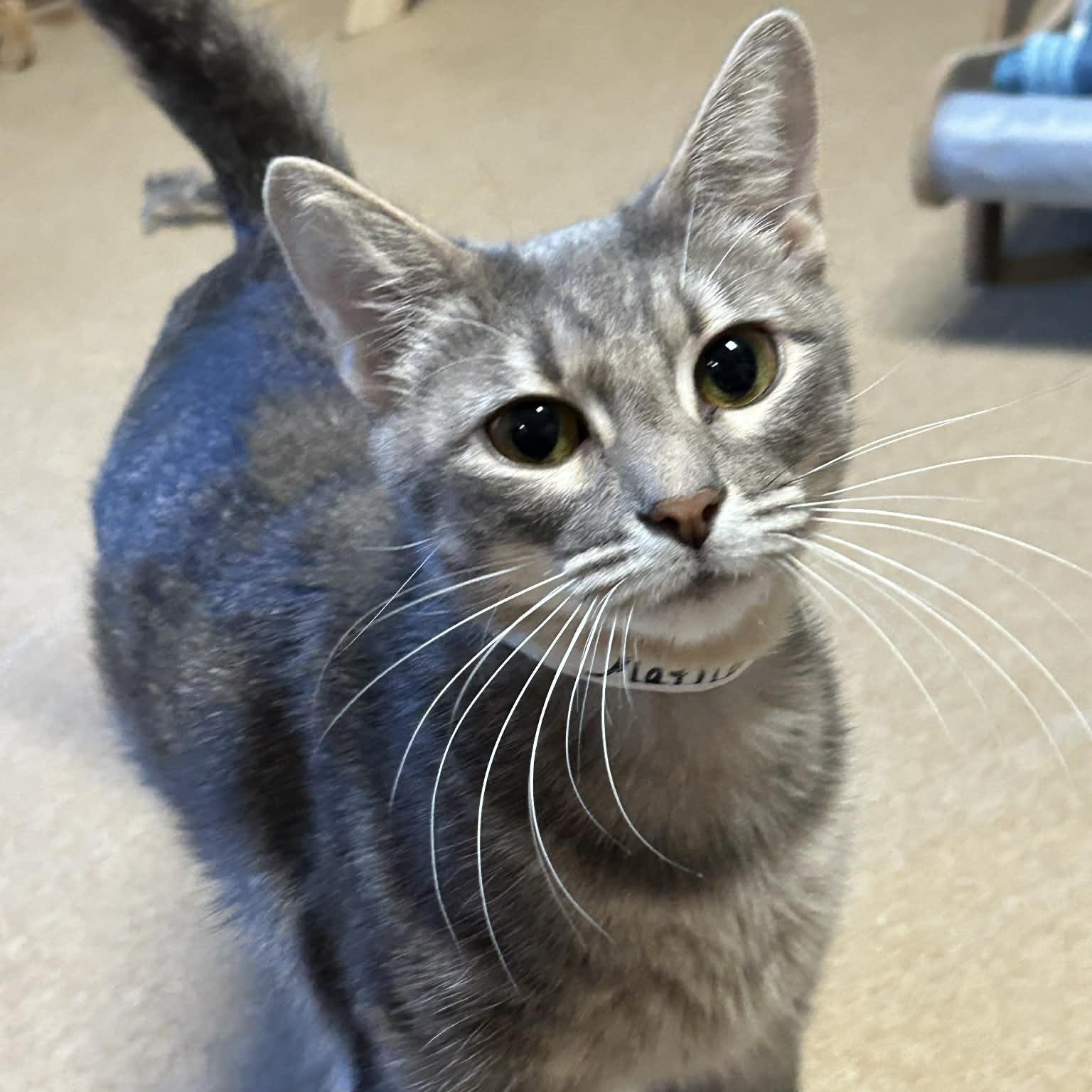 Matilda, ADOPTABLE, Young Female Domestic Short Hair.