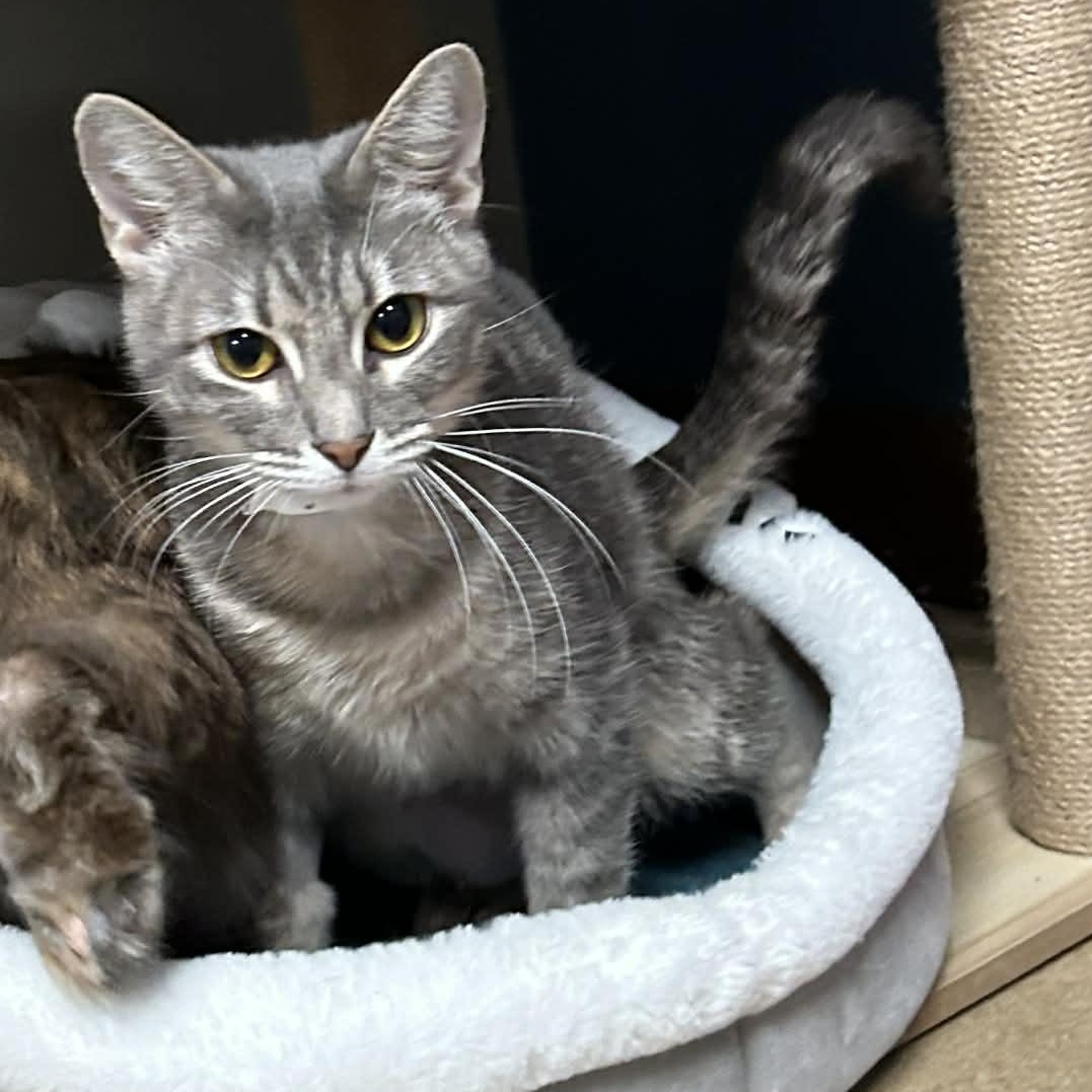 Enlarge Matilda, a ADOPTABLE mixed breed in The Colony, TX image 4/6