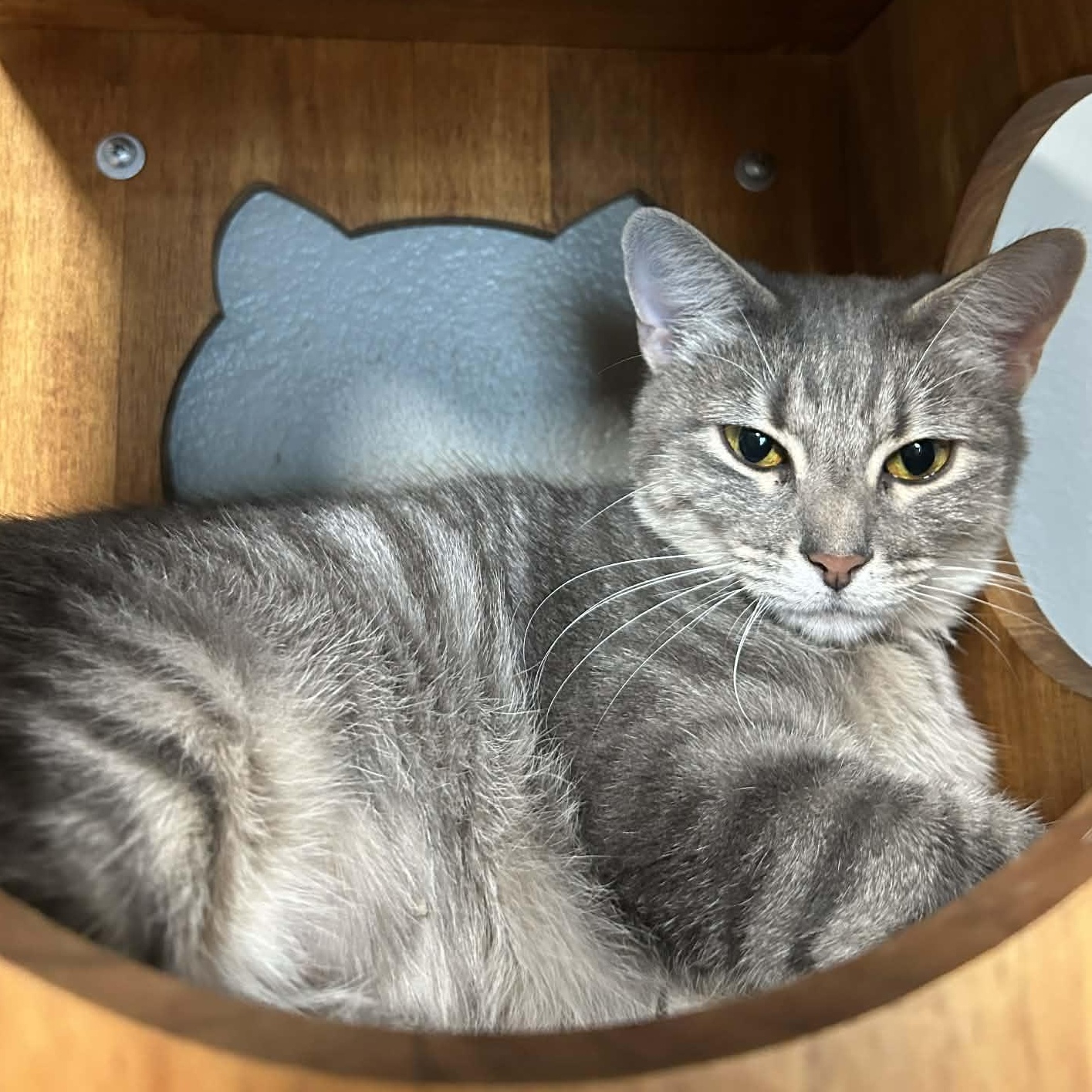 Enlarge Matilda, an adopted mixed breed in The Colony, TX image 6/6