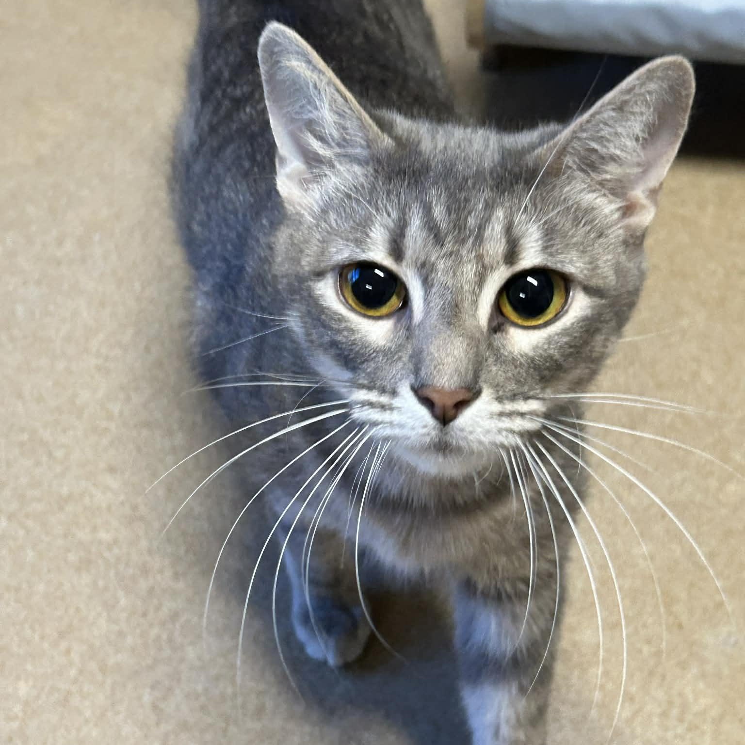 Enlarge Matilda, a ADOPTABLE mixed breed in The Colony, TX image 3/6