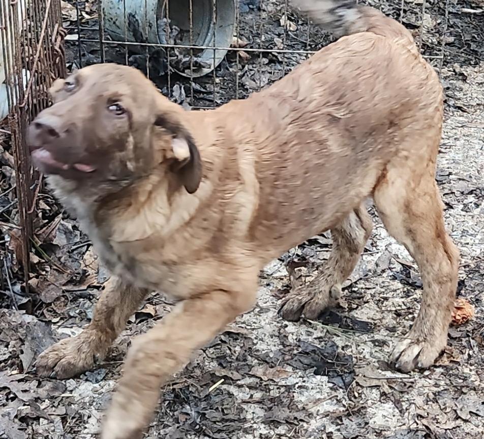 Apollo, Adopted, Puppy Male Australian Shepherd & Standard Poodle.