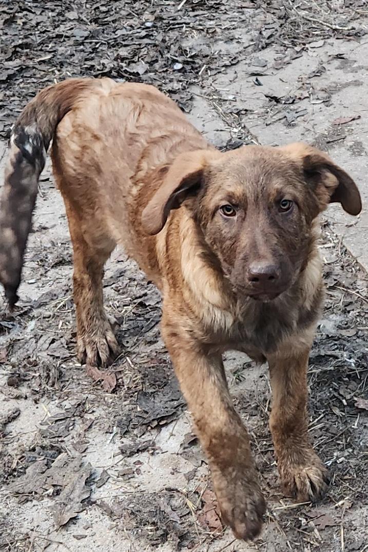 Apollo, a Adopted mixed breed in Decatur, GA image 2/3