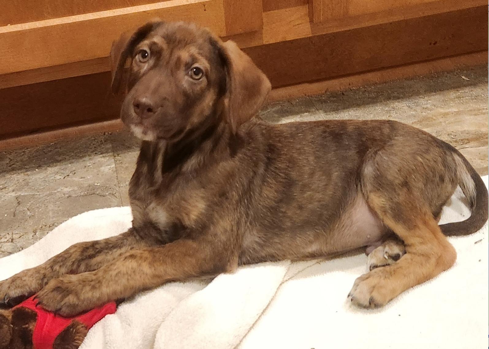 Apollo, a Adopted mixed breed in Decatur, GA image 3/3