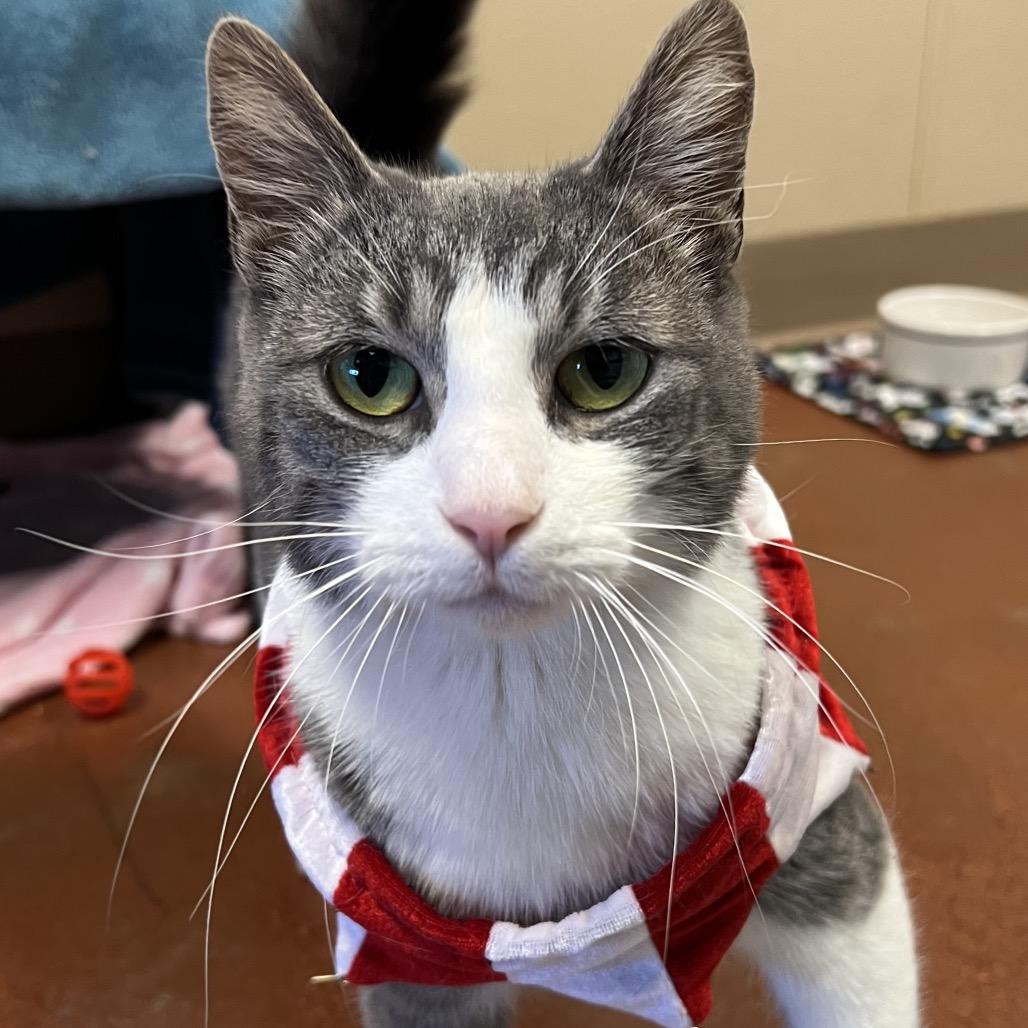 Enlarge Sally, a Adoptable Domestic Short Hair in Santa Barbara, CA image 1/1