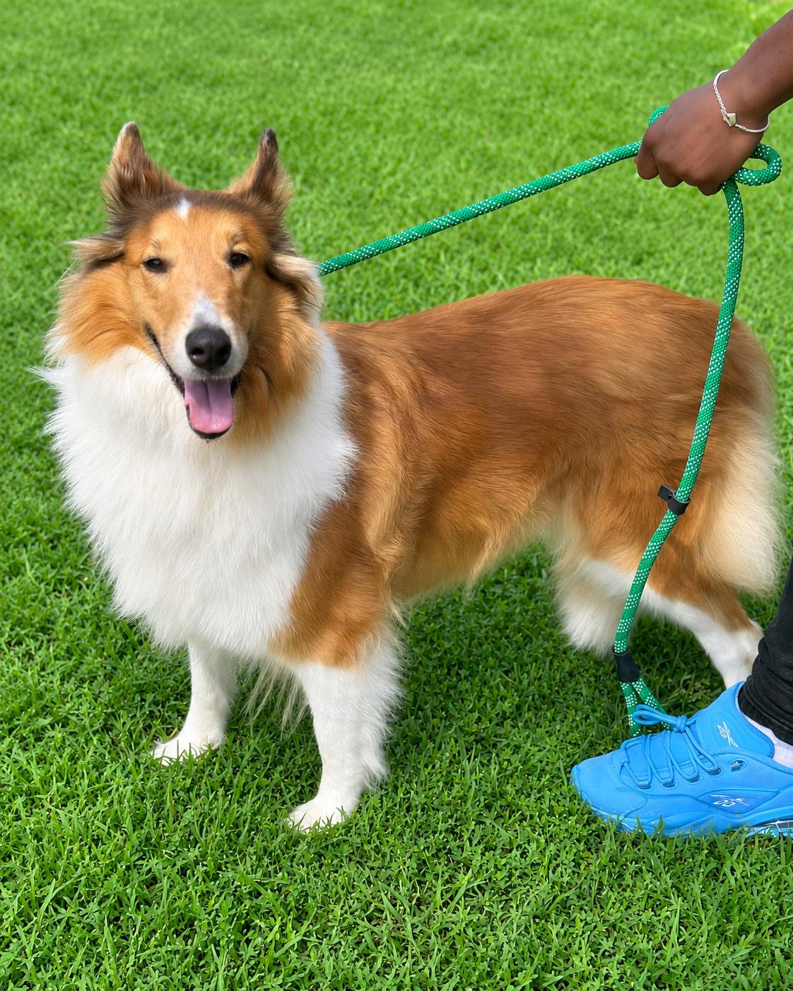 Sandy, a ADOPTABLE Rough Collie in Richmond, VA image 5/6