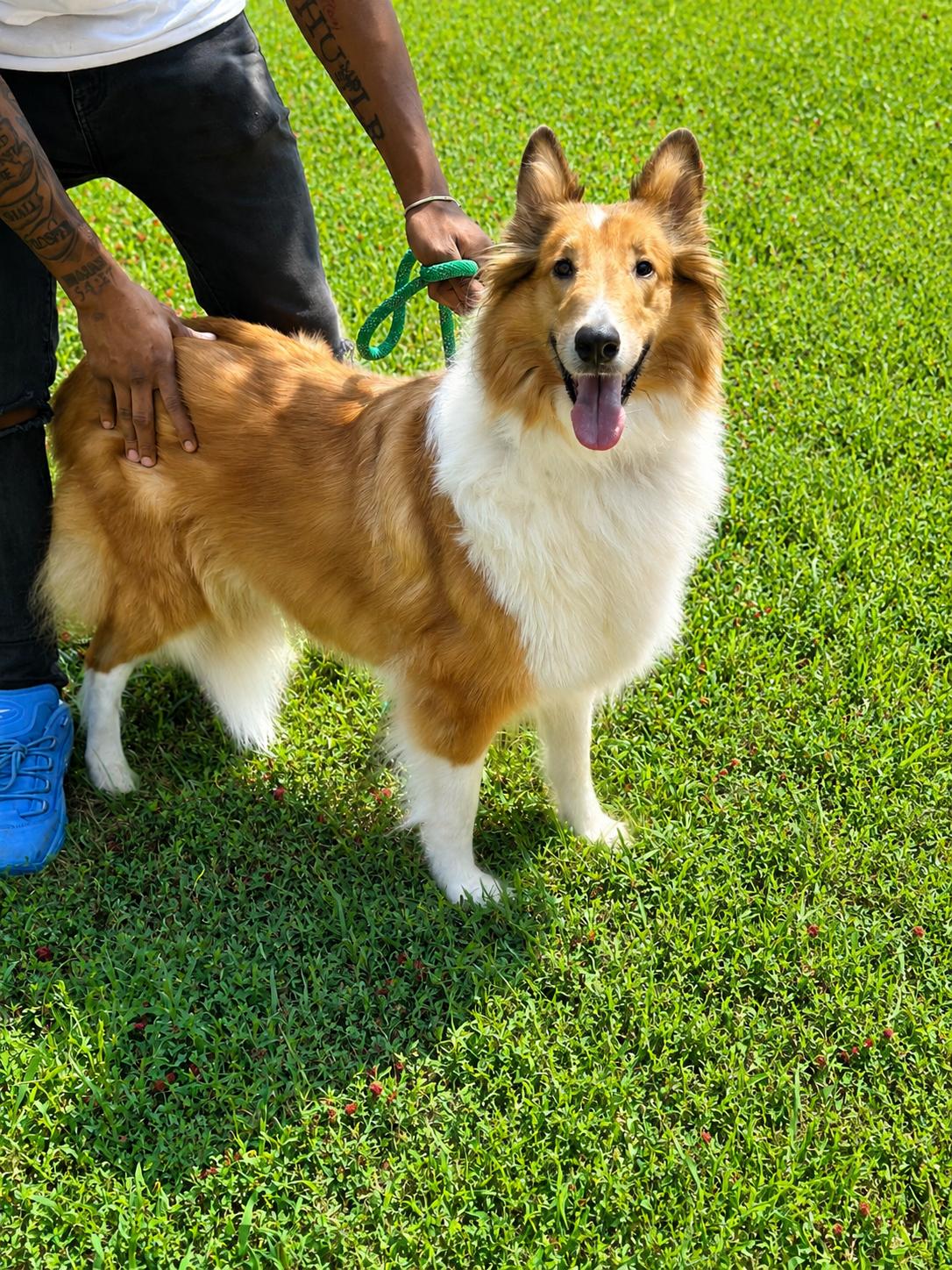 Sandy, a ADOPTABLE Rough Collie in Richmond, VA image 6/6
