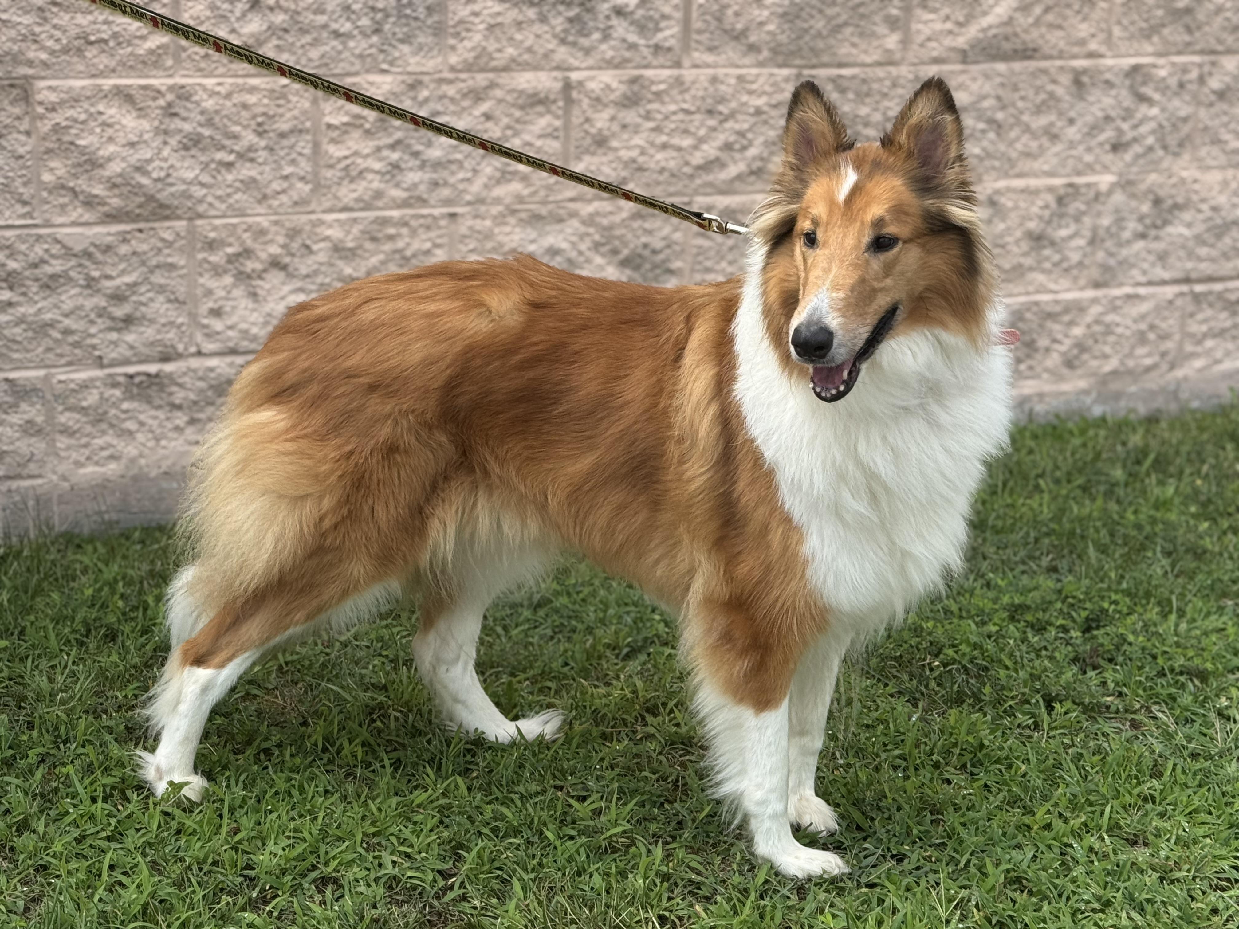 Sandy, a ADOPTABLE Rough Collie in Richmond, VA image 2/6