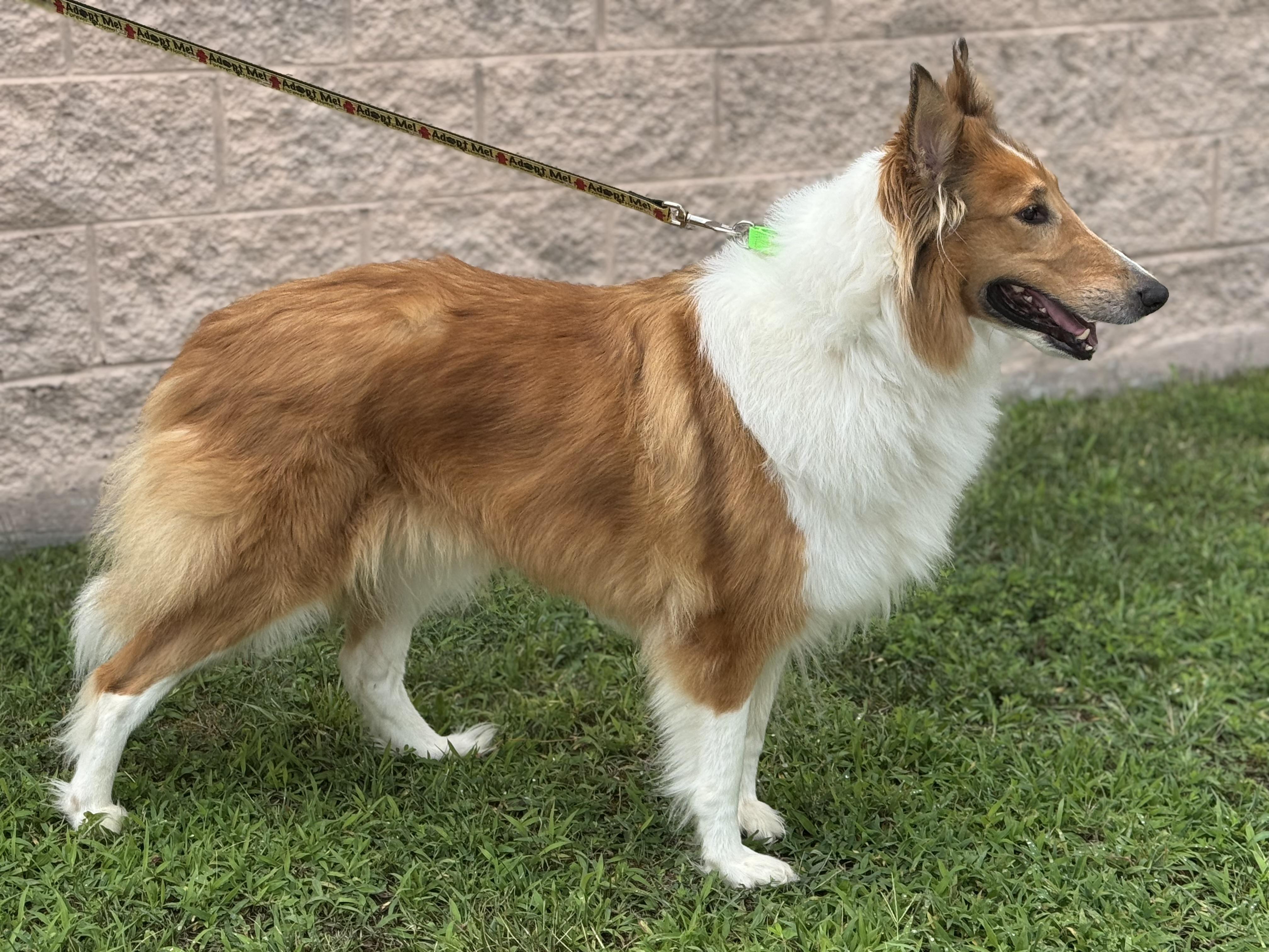 Sandy, a ADOPTABLE Rough Collie in Richmond, VA image 3/6