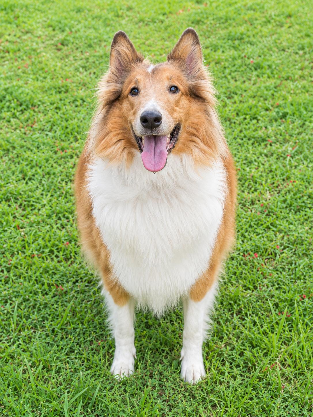 Sandy, ADOPTABLE, Adult Female Rough Collie.