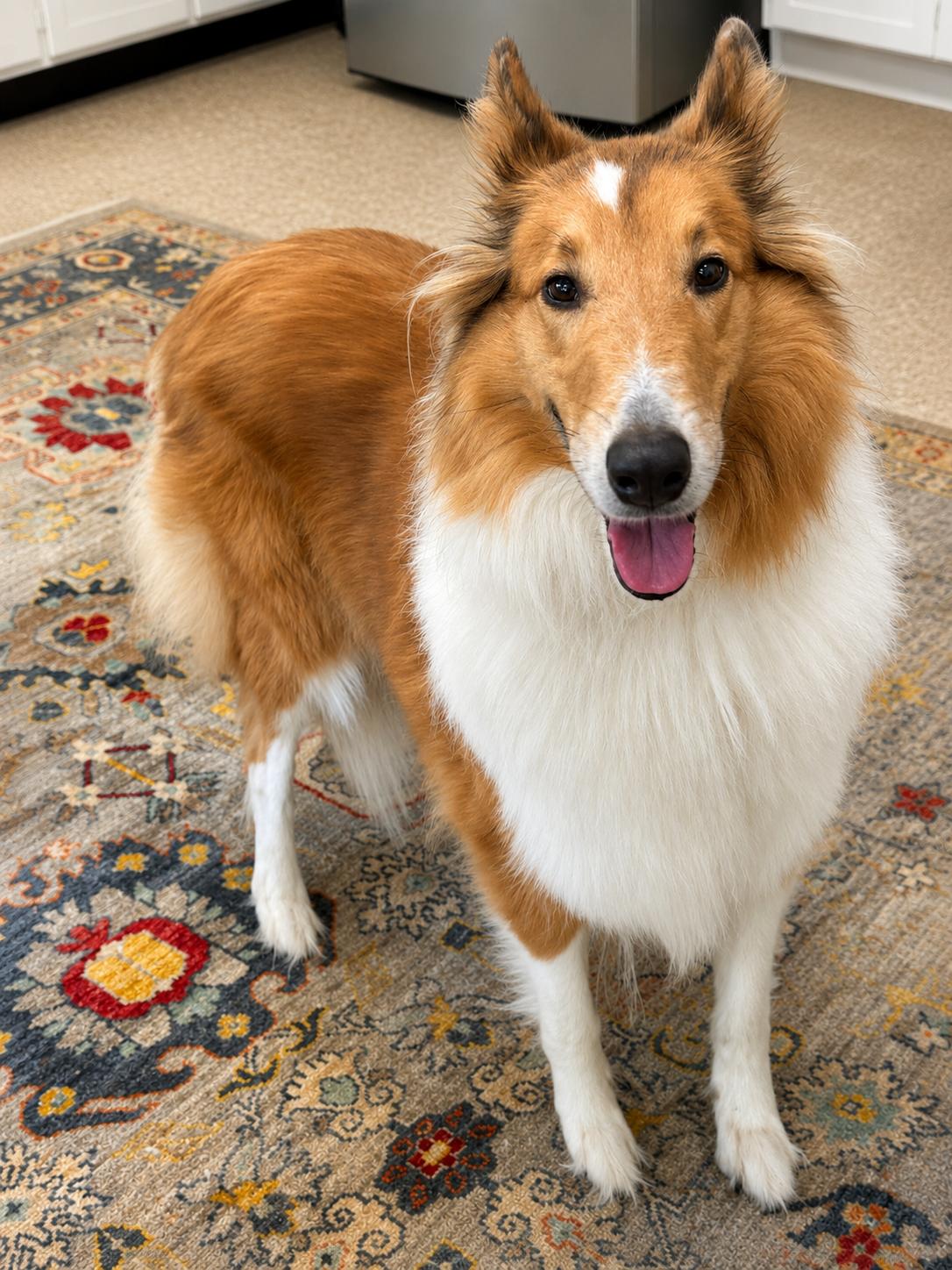 Sandy, a ADOPTABLE Rough Collie in Richmond, VA image 4/6