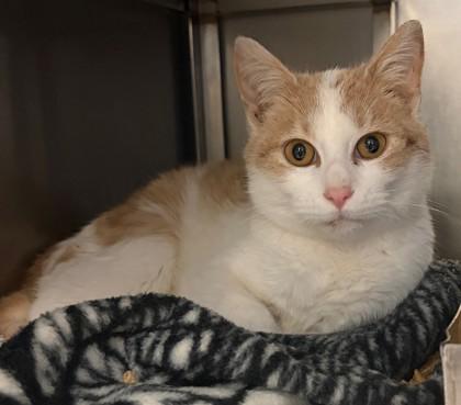 Enlarge Morgan, a Adoptable mixed breed in Baraboo, WI image 1/2