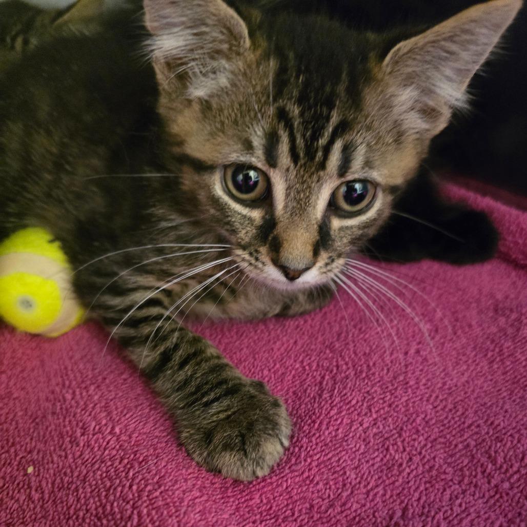 Enlarge Maroon, a Adoptable Domestic Short Hair in Waldorf, MD image 1/2