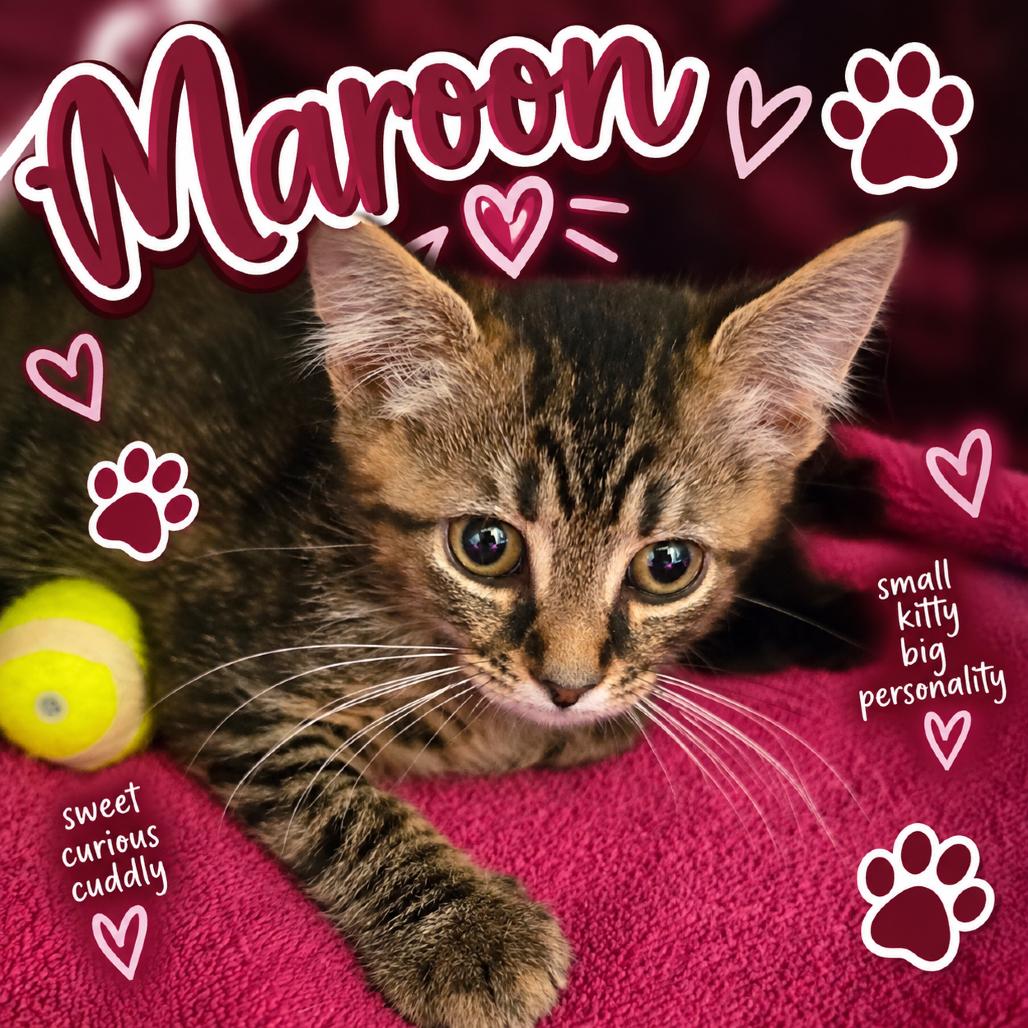 Enlarge Maroon, a Adoptable Domestic Short Hair in Waldorf, MD image 2/2