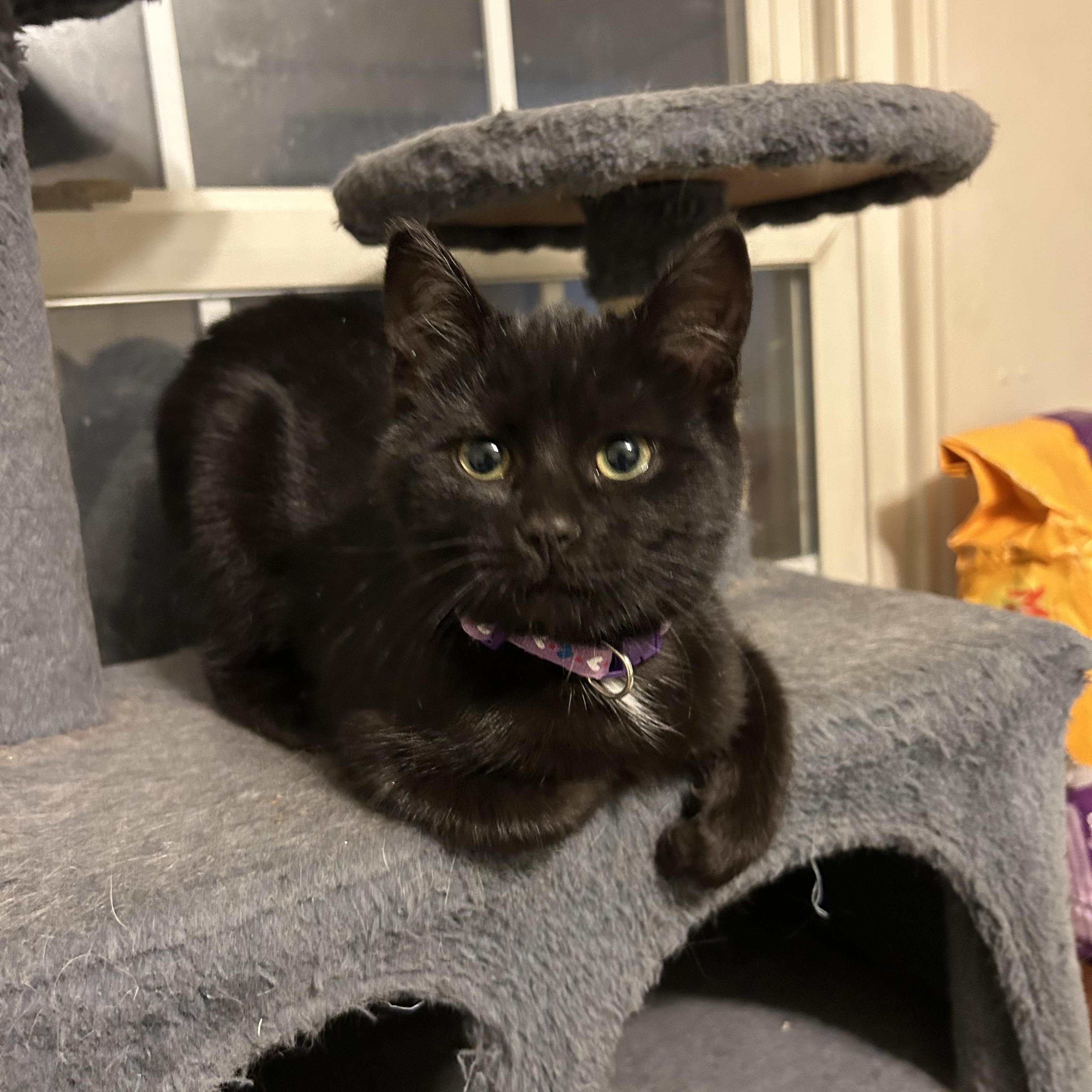 Enlarge Ally, an adopted Domestic Short Hair in Rochester, NY image 2/5