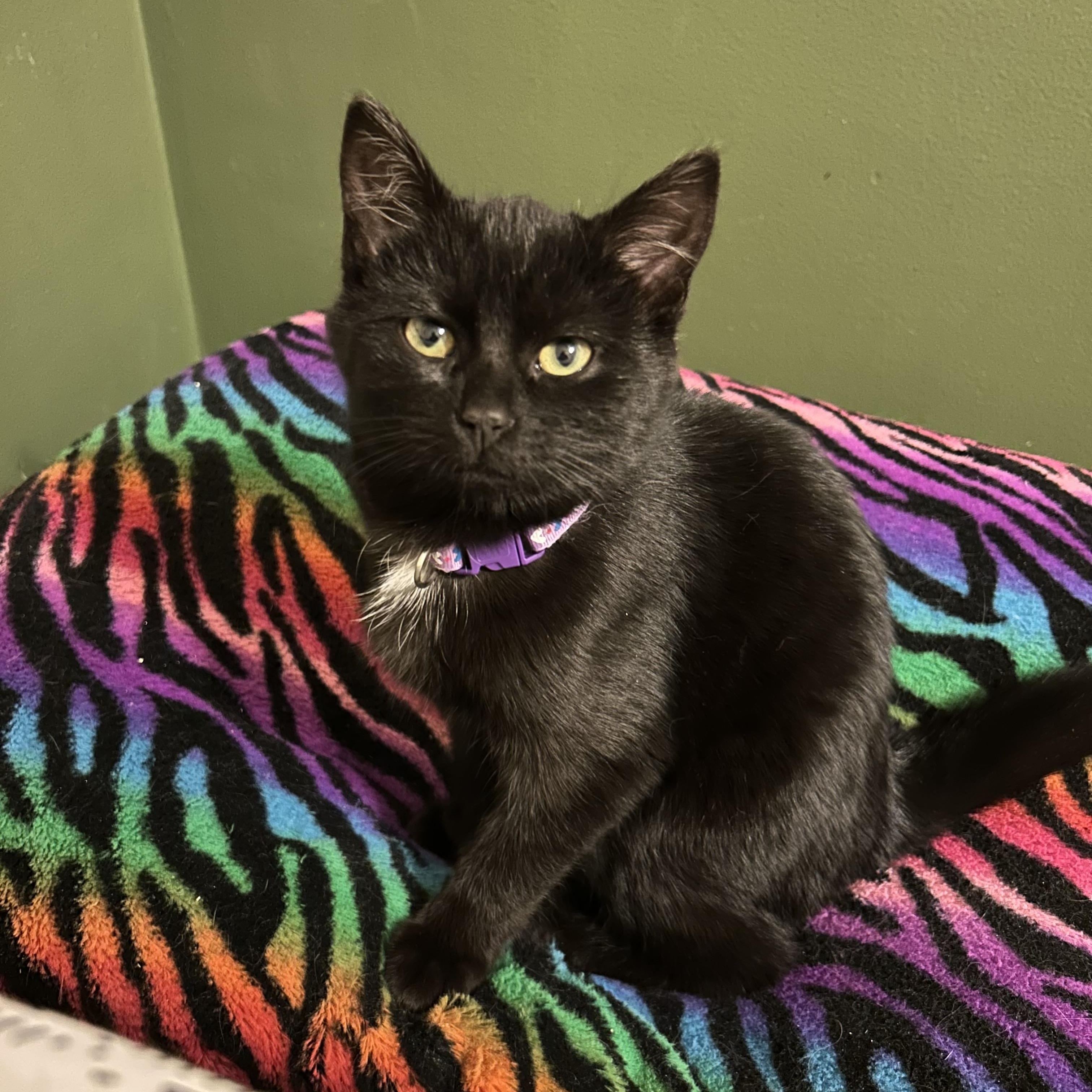 Enlarge Ally, an adopted Domestic Short Hair in Rochester, NY image 3/5