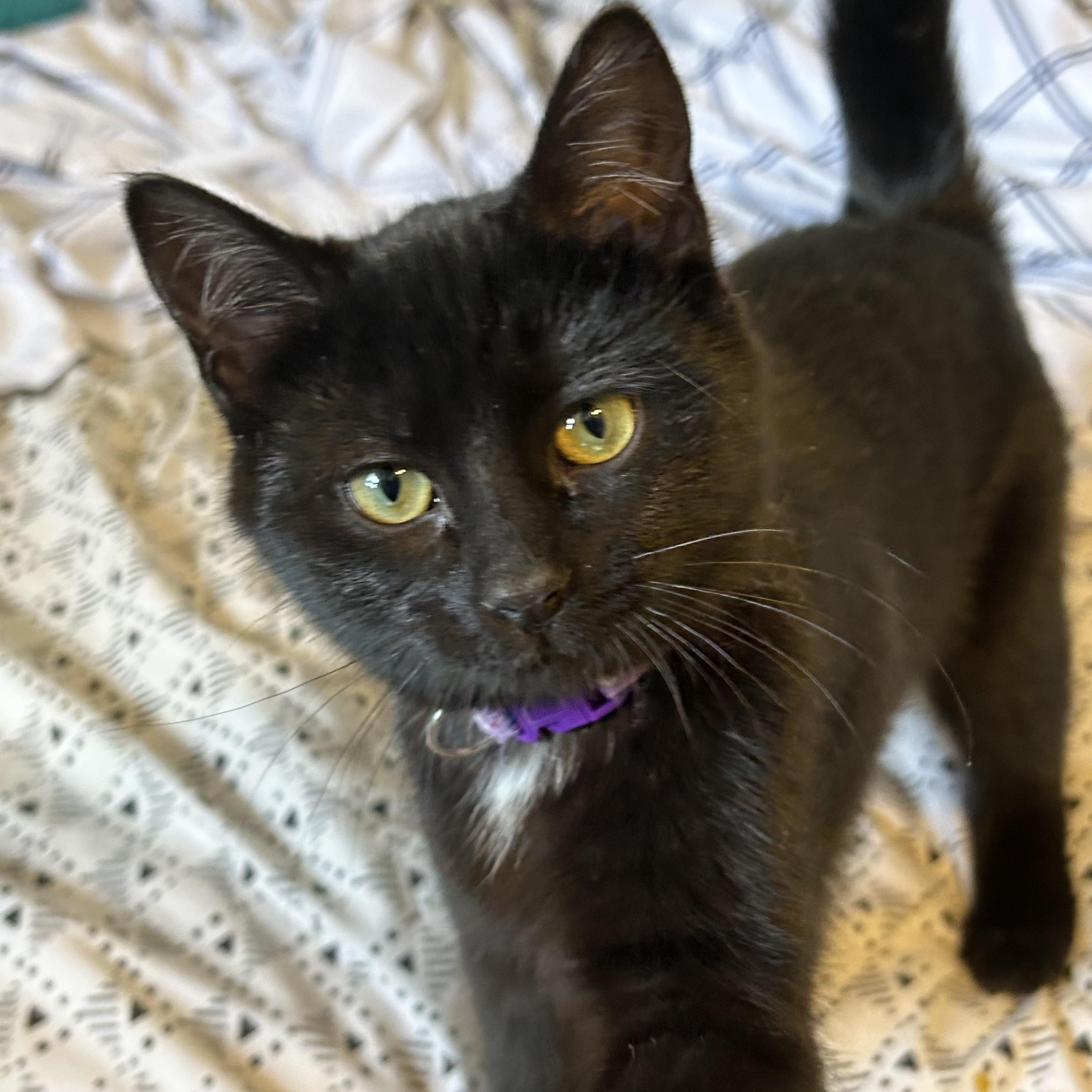 Enlarge Ally, an adopted Domestic Short Hair in Rochester, NY image 4/5