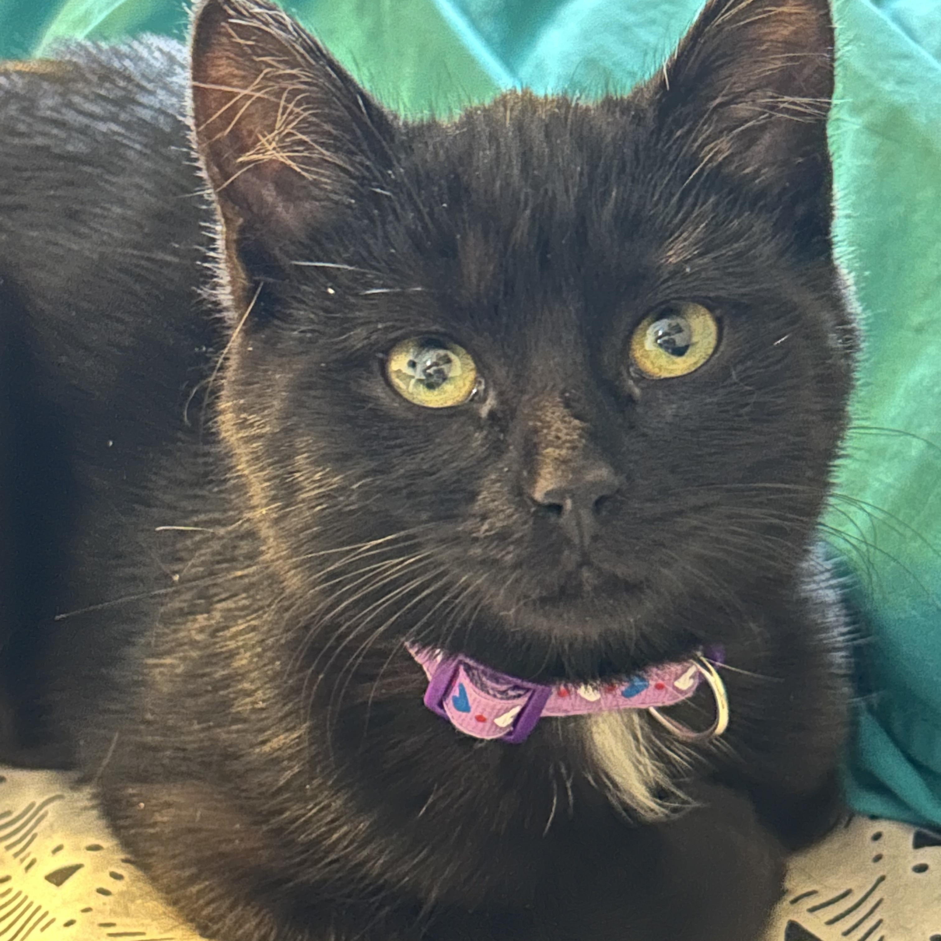 Enlarge Ally, an adopted Domestic Short Hair in Rochester, NY image 1/5