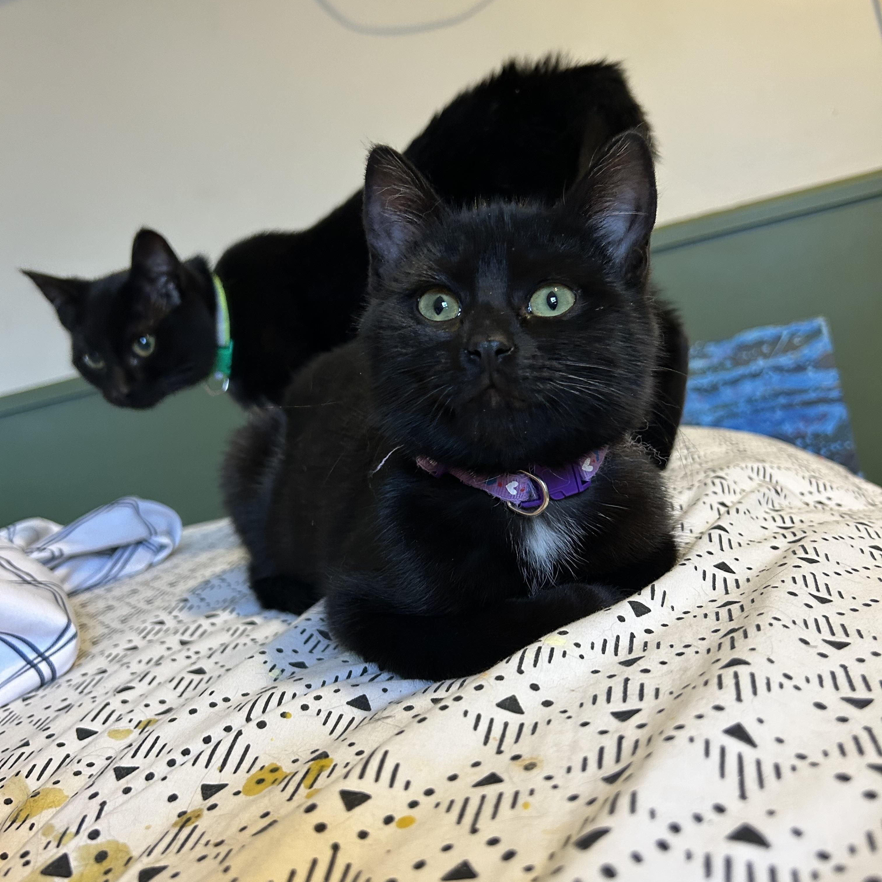 Enlarge Ally, an adopted Domestic Short Hair in Rochester, NY image 5/5