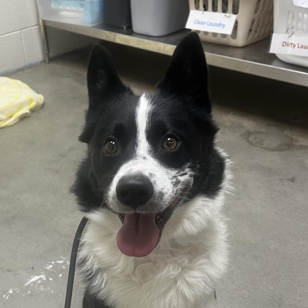 Enlarge Storm, a Adoptable Mixed Breed in Murray, UT image 1/1