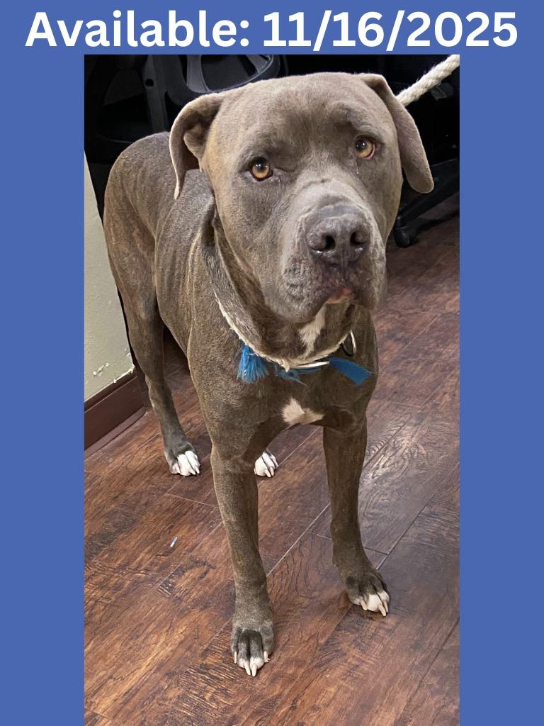 Dog Kennel #8 Tank, Adoptable, Adult Male Pit Bull Terrier & Mixed Breed.