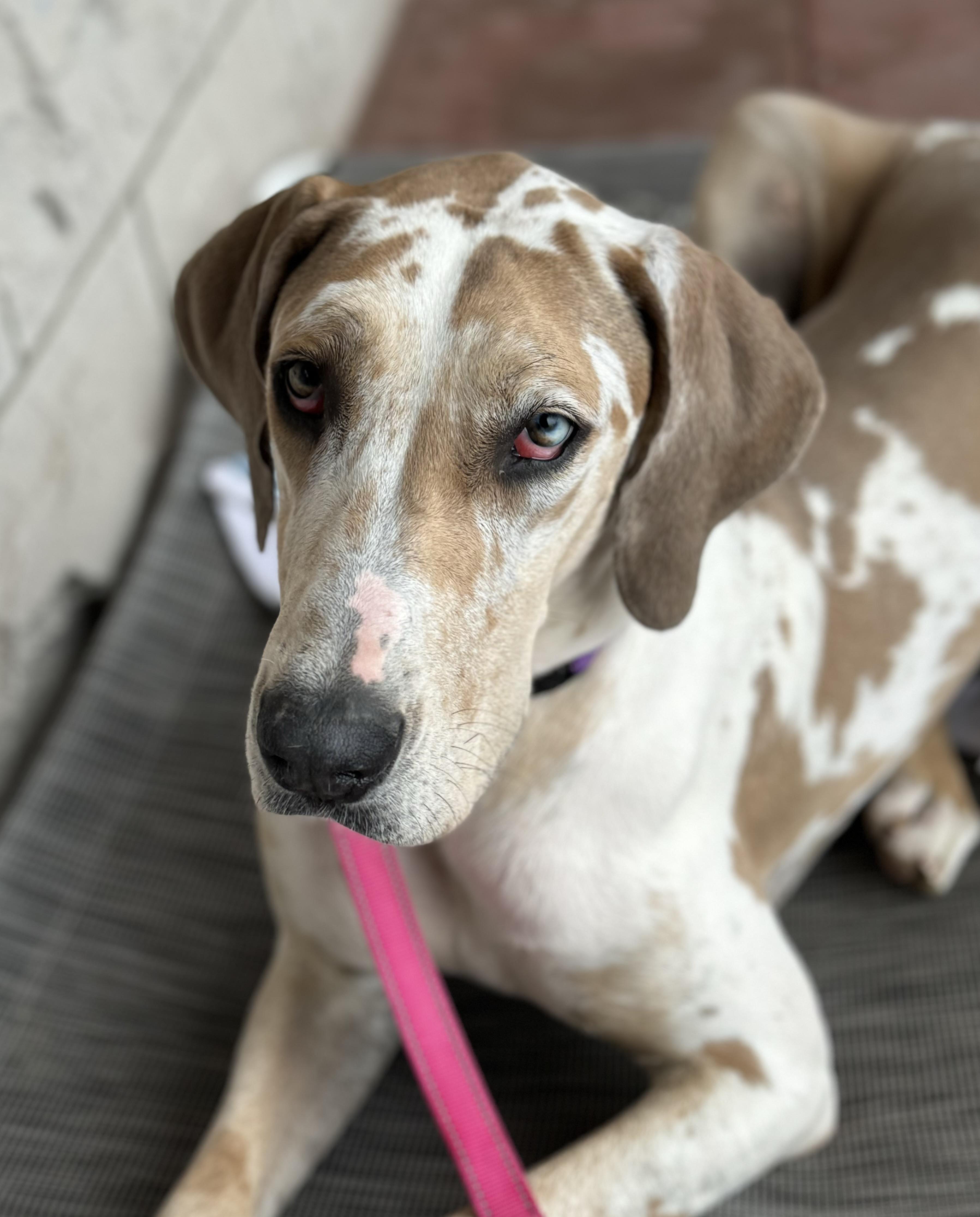 Enlarge Ember, a ADOPTABLE Great Dane in Washington, MO image 4/5