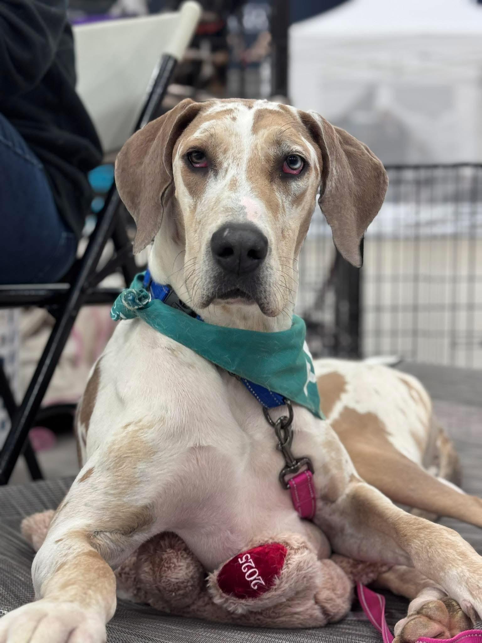 Enlarge Ember, a ADOPTABLE Great Dane in Washington, MO image 5/5