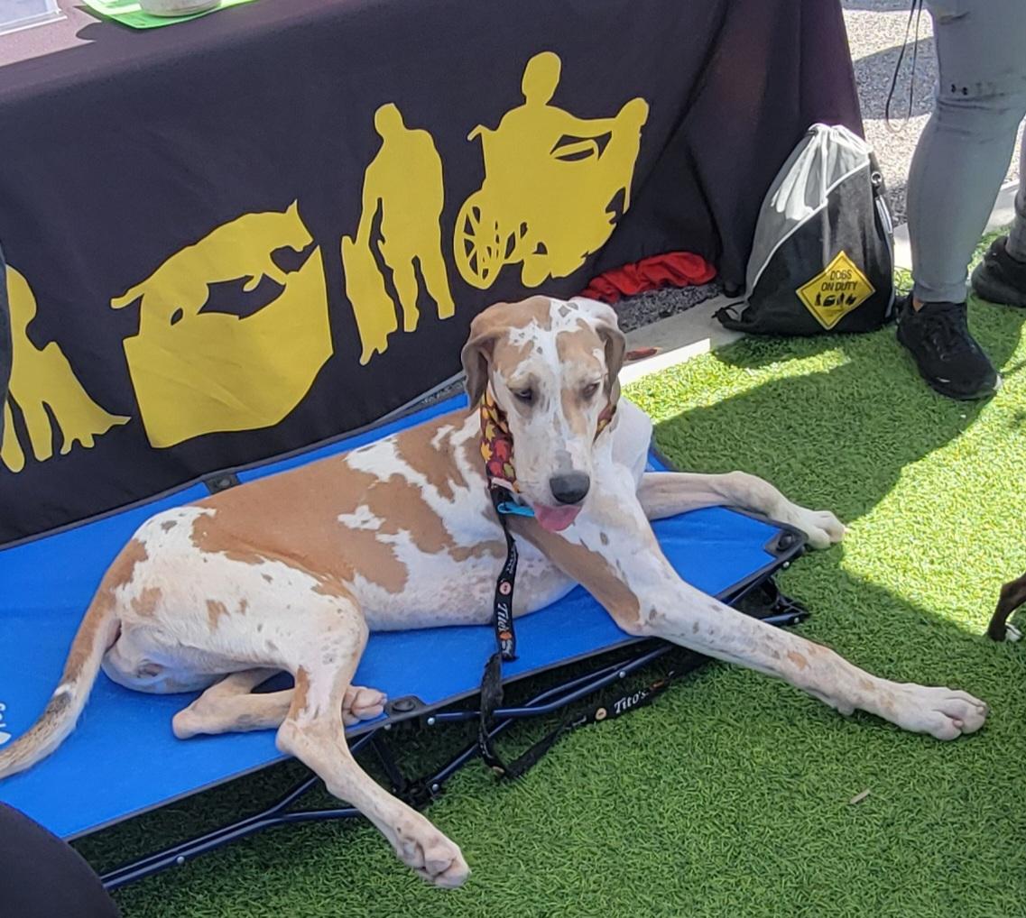 Enlarge Ember, a ADOPTABLE Great Dane in Washington, MO image 2/2