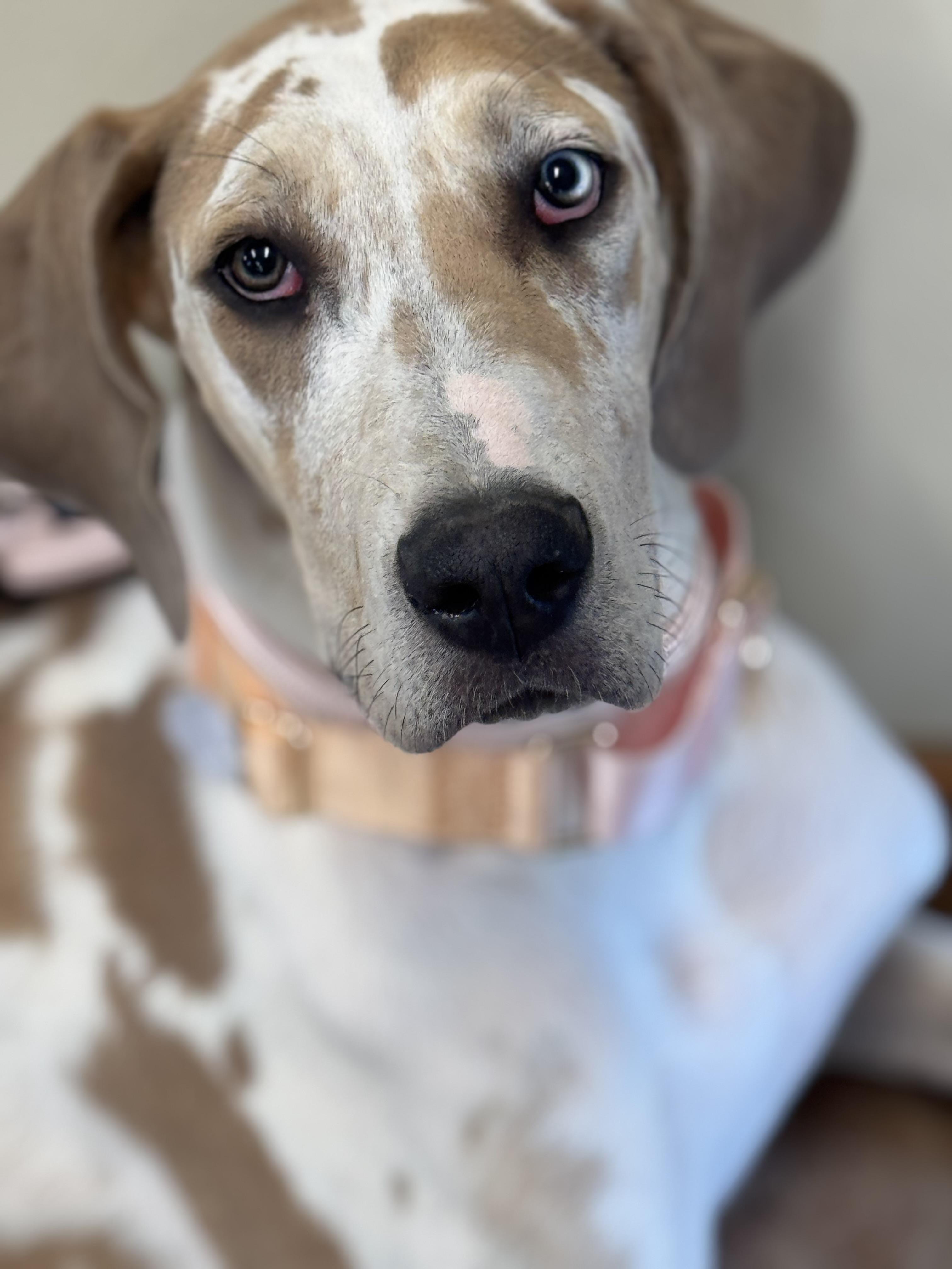 Ember, ADOPTABLE, Young Female Great Dane.