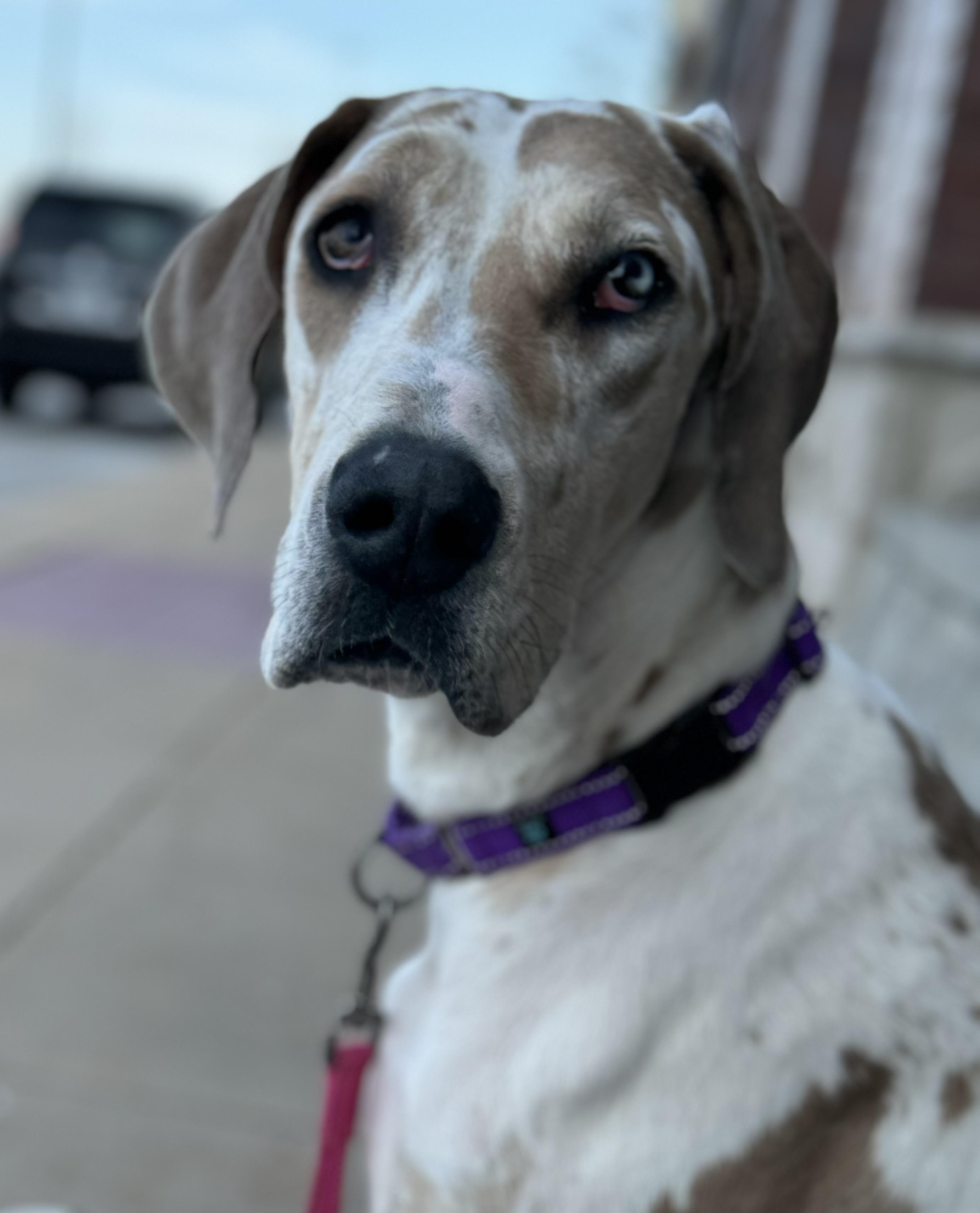 Enlarge Ember, a ADOPTABLE Great Dane in Washington, MO image 3/5