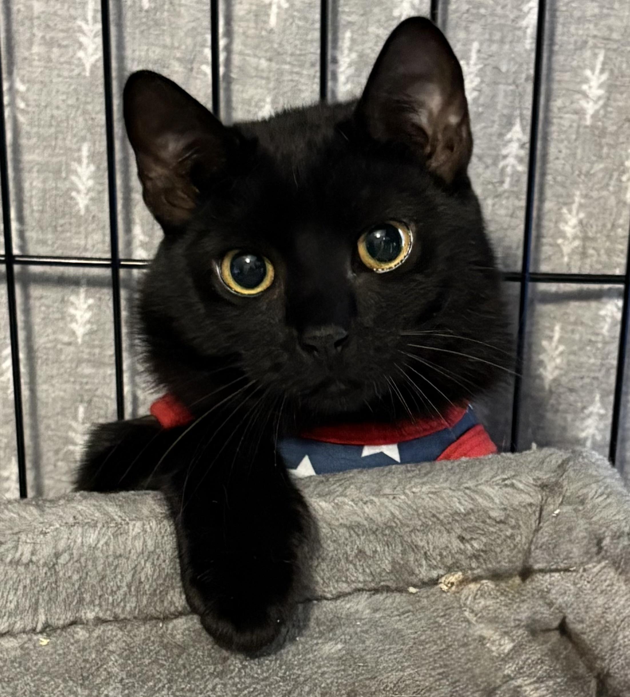 Poppy/Petra, a ADOPTABLE Domestic Short Hair in New York, NY image 4/5