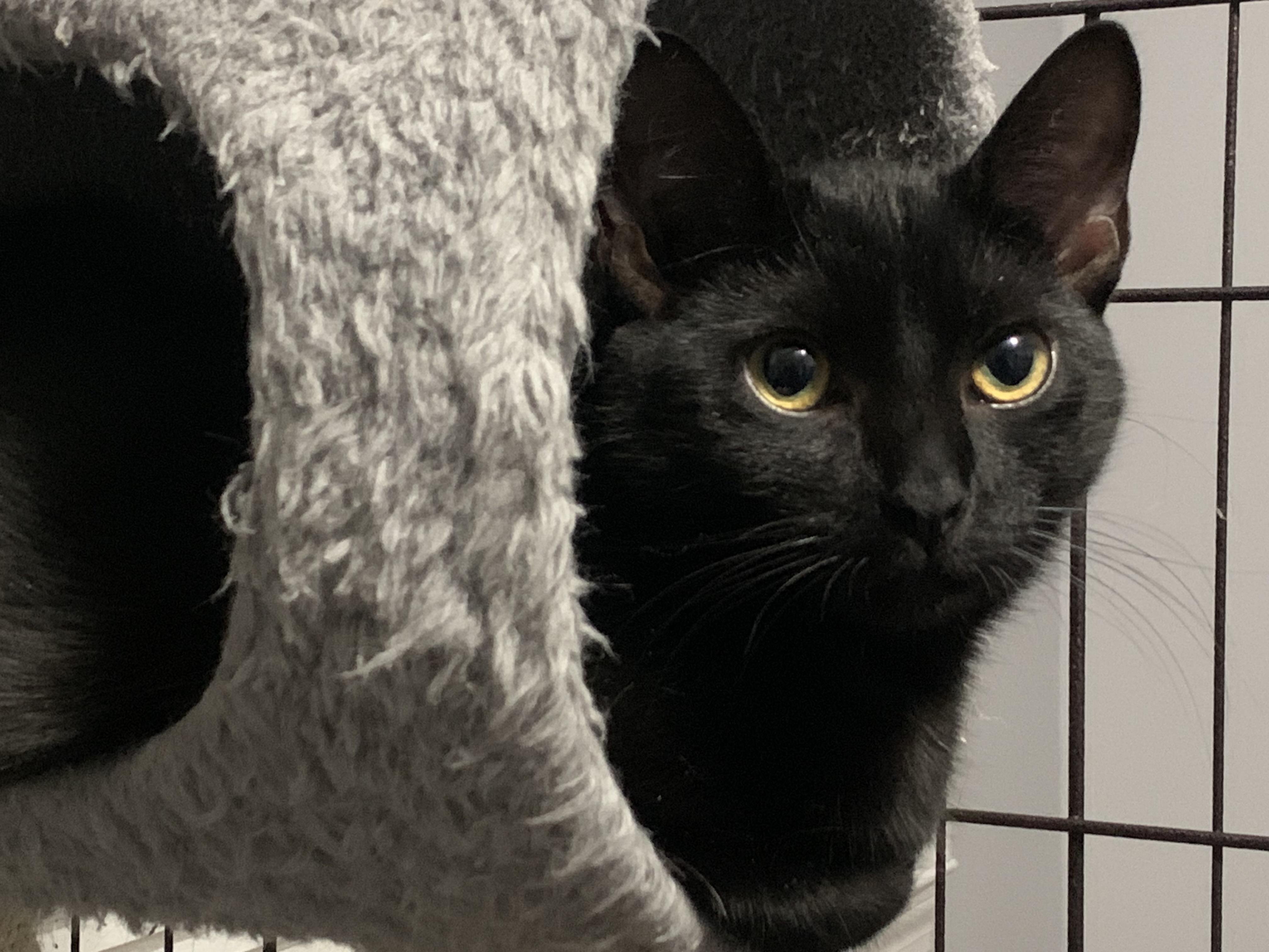 Poppy/Petra, a ADOPTABLE Domestic Short Hair in New York, NY image 3/5