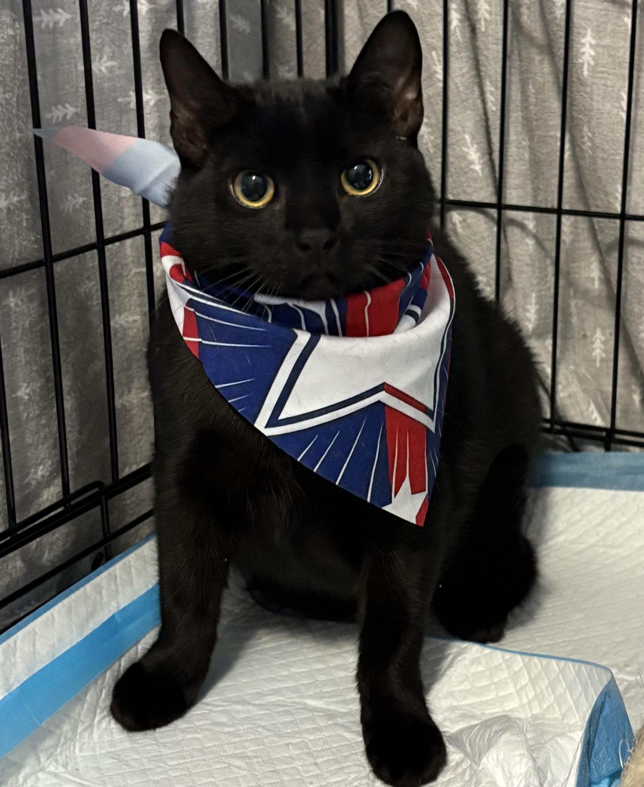Poppy/Petra, ADOPTABLE, Young Female Domestic Short Hair.