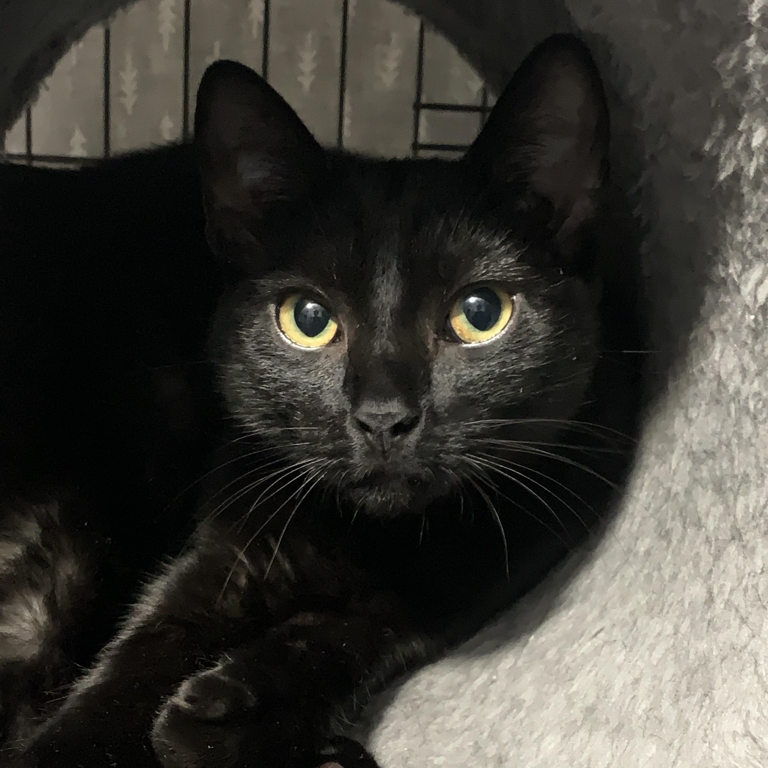 Poppy/Petra, a ADOPTABLE Domestic Short Hair in New York, NY image 5/5