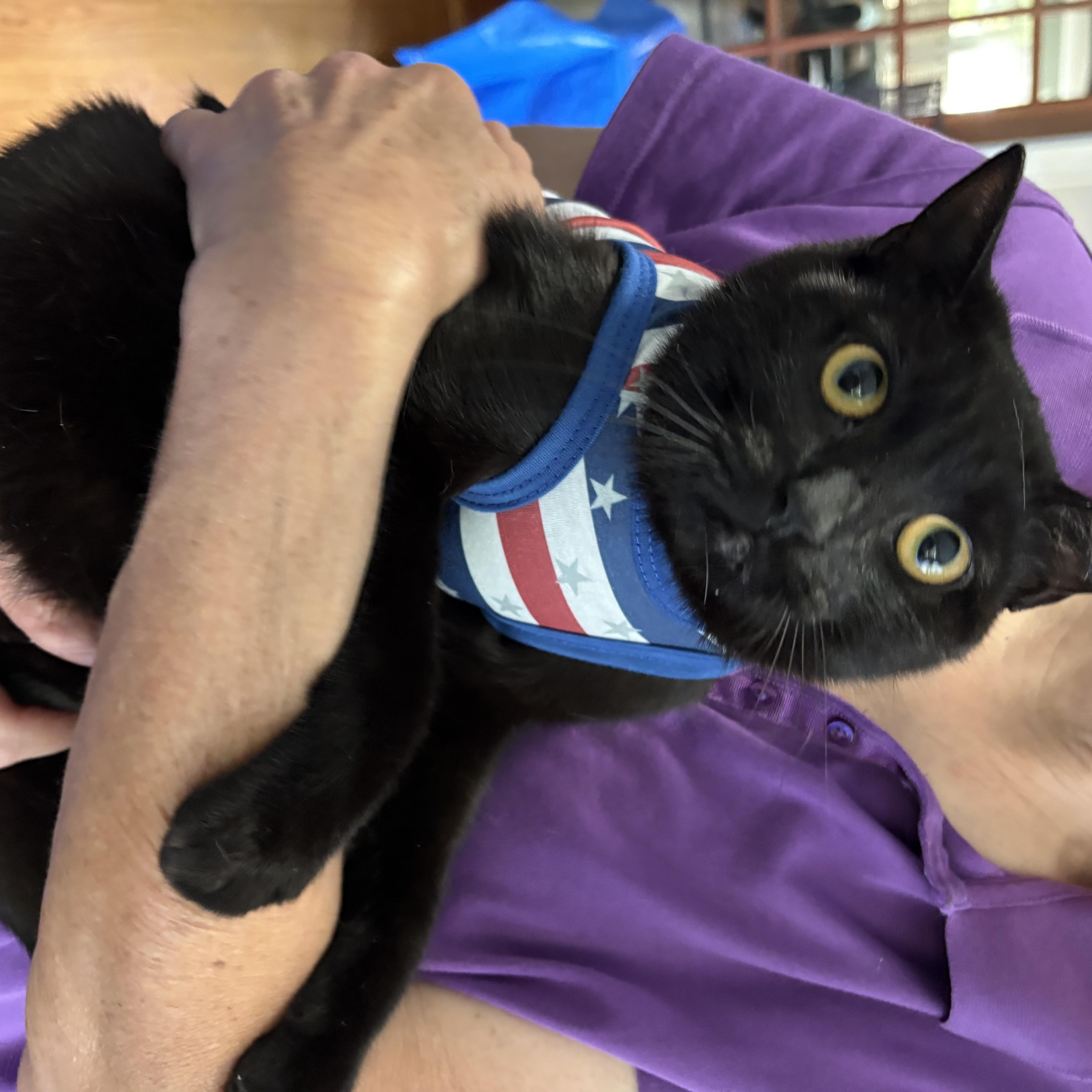 Poppy/Petra, a ADOPTABLE Domestic Short Hair in New York, NY image 2/5